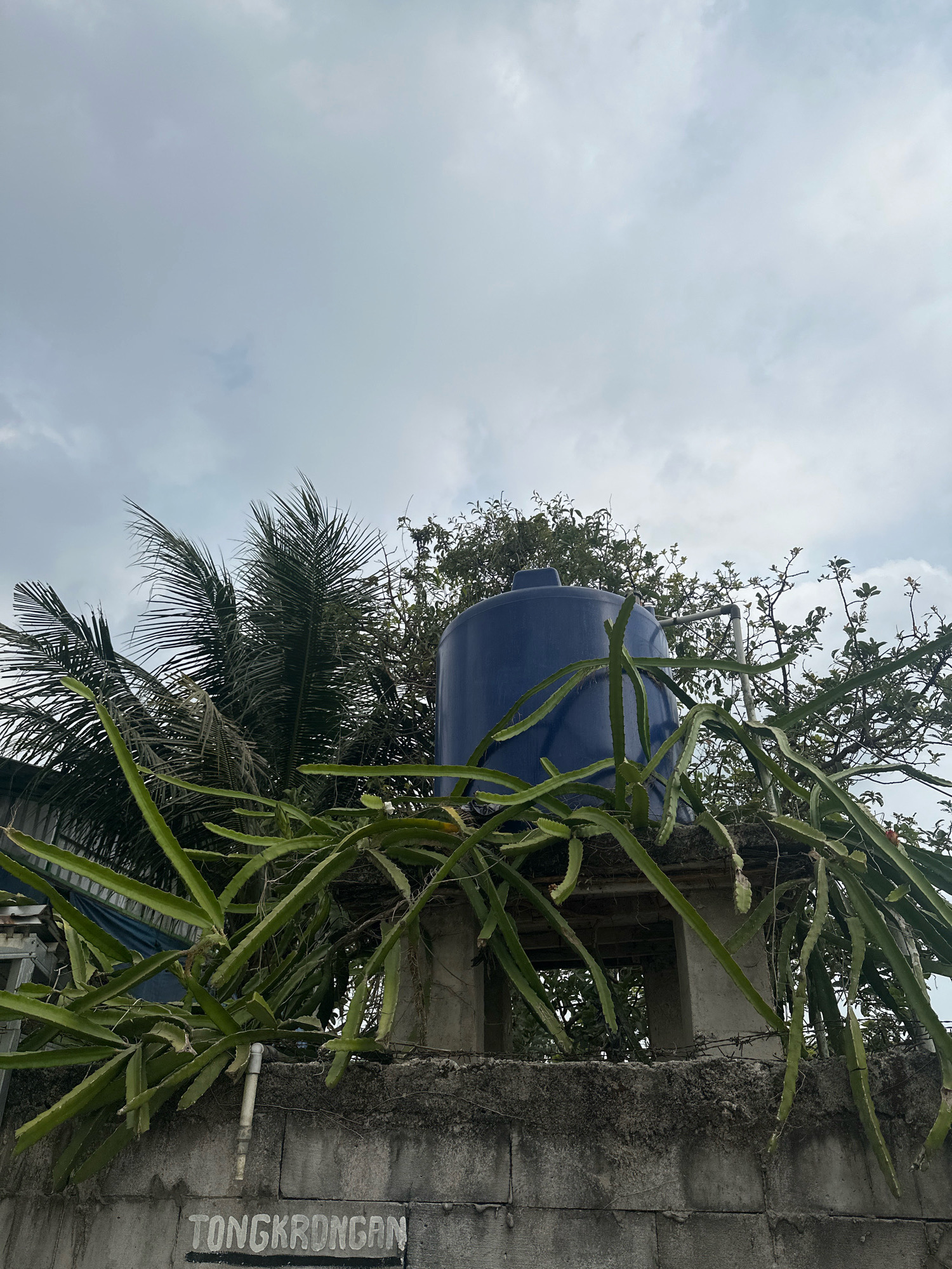 The image depicts a blue water tank elevated on a concrete structure, surrounded by lush green dragon fruit plants and palm trees. The scene is framed by a grey concrete wall with barbed wire at the top. The wall has the word "TONGKRONGAN" painted on it. The sky above is overcast, suggesting a cloudy day. The location is identified as Saruni, Indonesia.