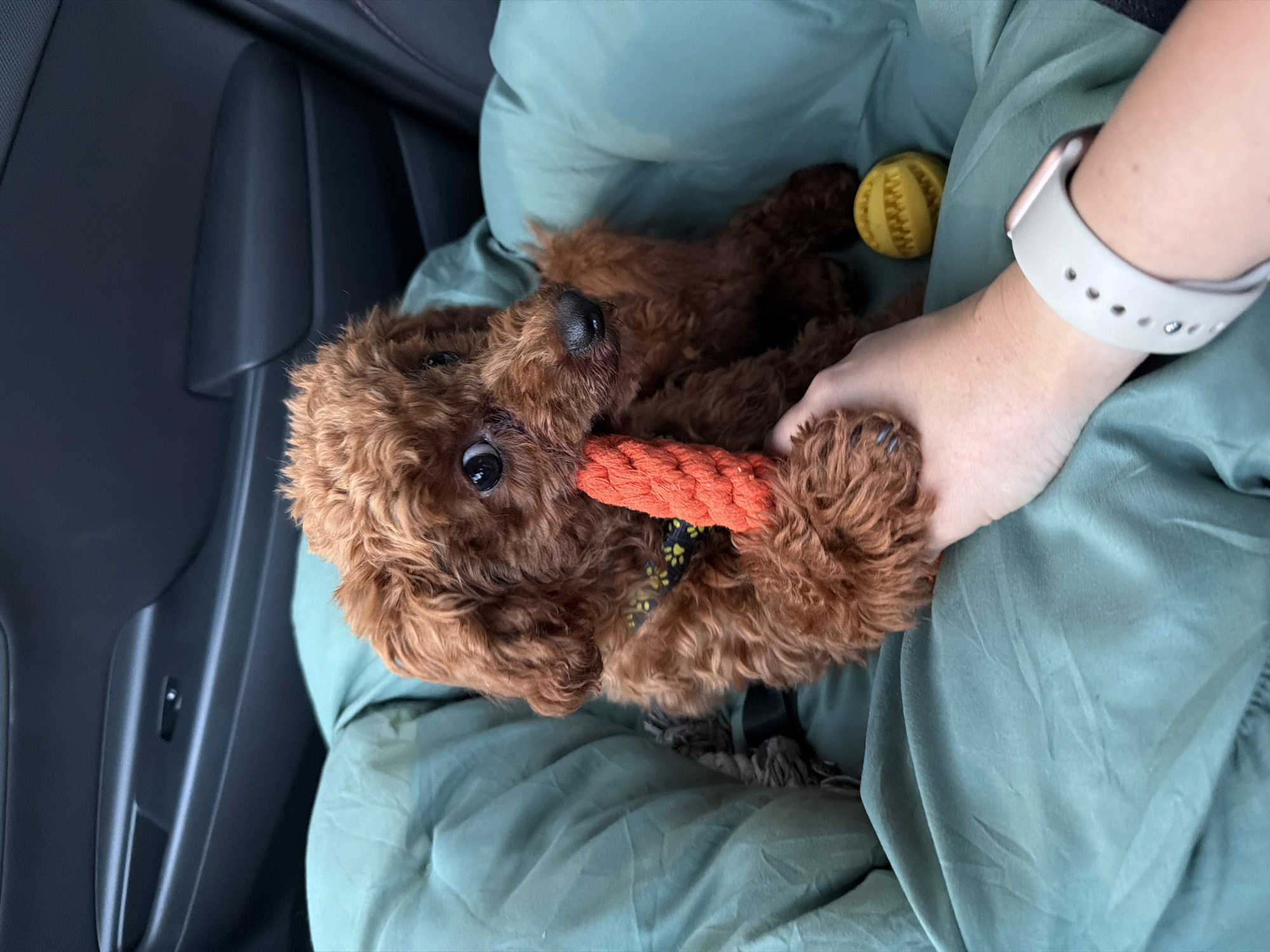 In Sofia, Bulgaria, a brown poodle puppy is sitting in a car seat on a teal blanket, chewing on an orange rope toy. A hand is visible, holding the toy for the puppy. A yellow ball toy is also on the blanket. The car's interior, including the door panel, is visible in the background.