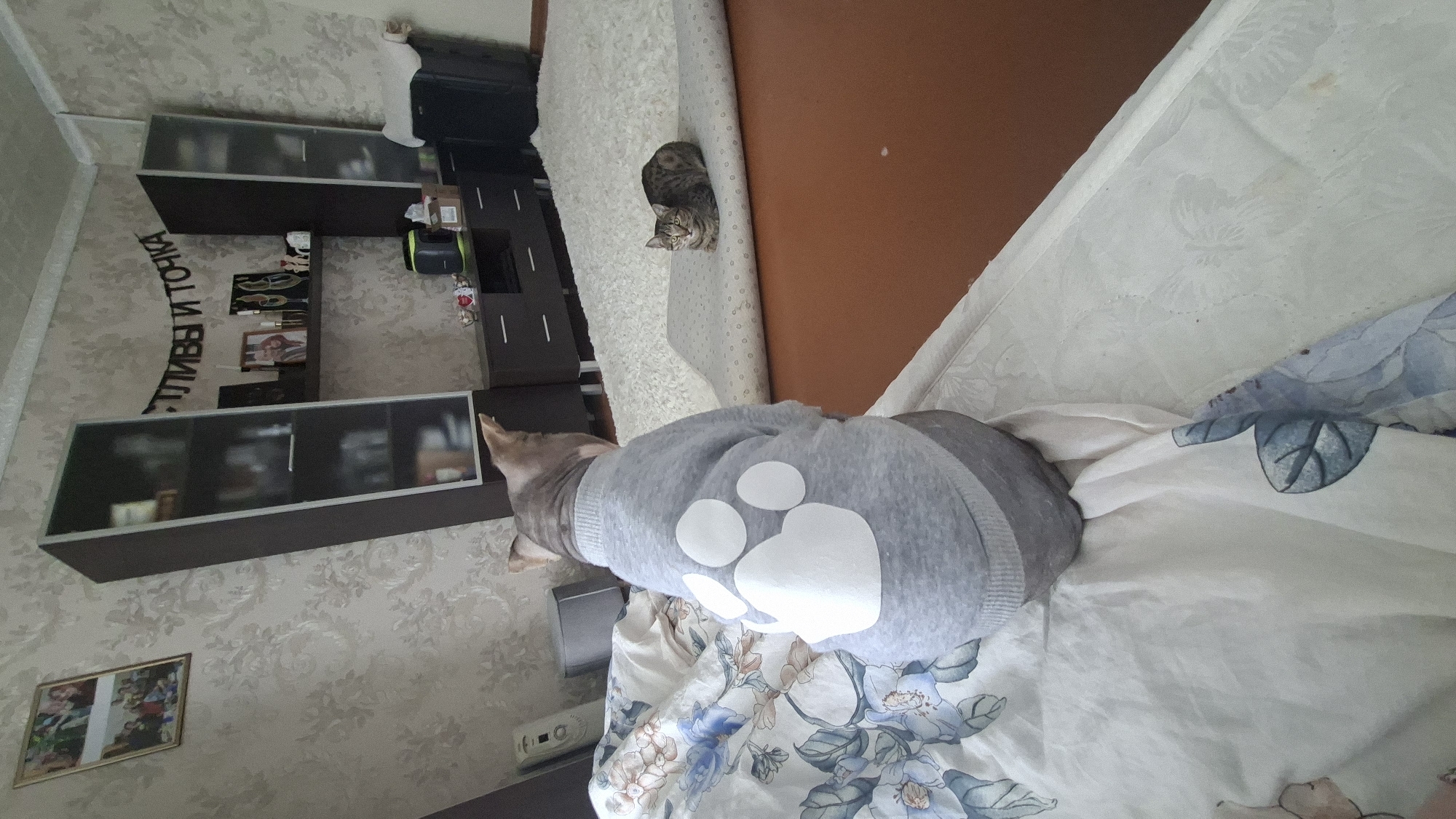 A hairless cat wearing a grey sweater with a white paw print on its back is seated on a bed covered with a floral comforter. The cat is facing away from the camera, looking towards a second, tabby cat sitting on a partially unrolled rug in the background. The room appears to be a living room, with a large rug on the floor, a bookshelf on the wall, and a dresser. A framed picture hangs on the wall above the bookshelf. The overall impression is a casual domestic scene. It is not possible to determine the location within Myadzyel, Belarus from the provided image.