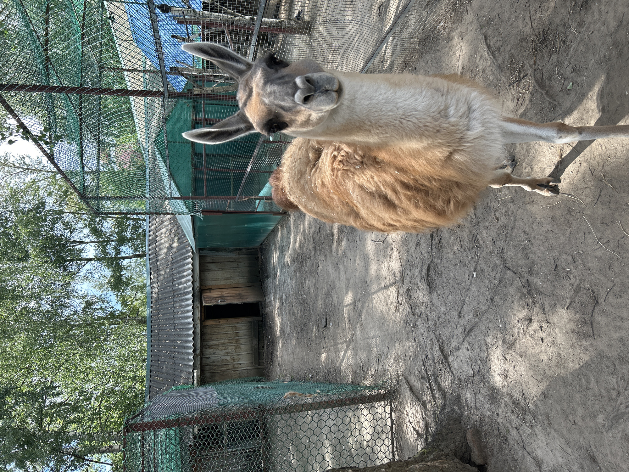 The image depicts a llama in an outdoor enclosure. The llama is the primary subject, with its head tilted and looking towards the camera. Its fur appears to be light brown and fluffy. The enclosure features a fence made of green mesh and metal poles. In the background, there is a wooden structure with a corrugated metal roof and an open doorway. Trees with green leaves are visible beyond the enclosure, suggesting an outdoor setting during a warm season. The ground within the enclosure is dirt, with some dry twigs and debris scattered around. Sunlight casts shadows on the ground, indicating it is daytime. The overall mood is peaceful, with the llama appearing curious. No visible text is present in the image. The location is identified as Medvedevo Urban Settlement, Russia.