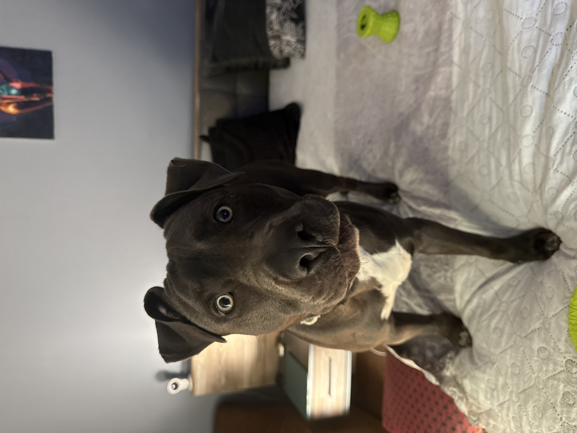 A dark brown pit bull dog with white markings on its chest stands on a white-quilted bed. The dog's head is turned towards the camera, and its eyes are wide open. In the background, a bedside table with a lamp is visible, along with a piece of art on the wall. A yellow toy is on the bed to the right of the dog. The scene appears to be indoors, in a bedroom. No specific location in Varna, Bulgaria can be determined from the image.