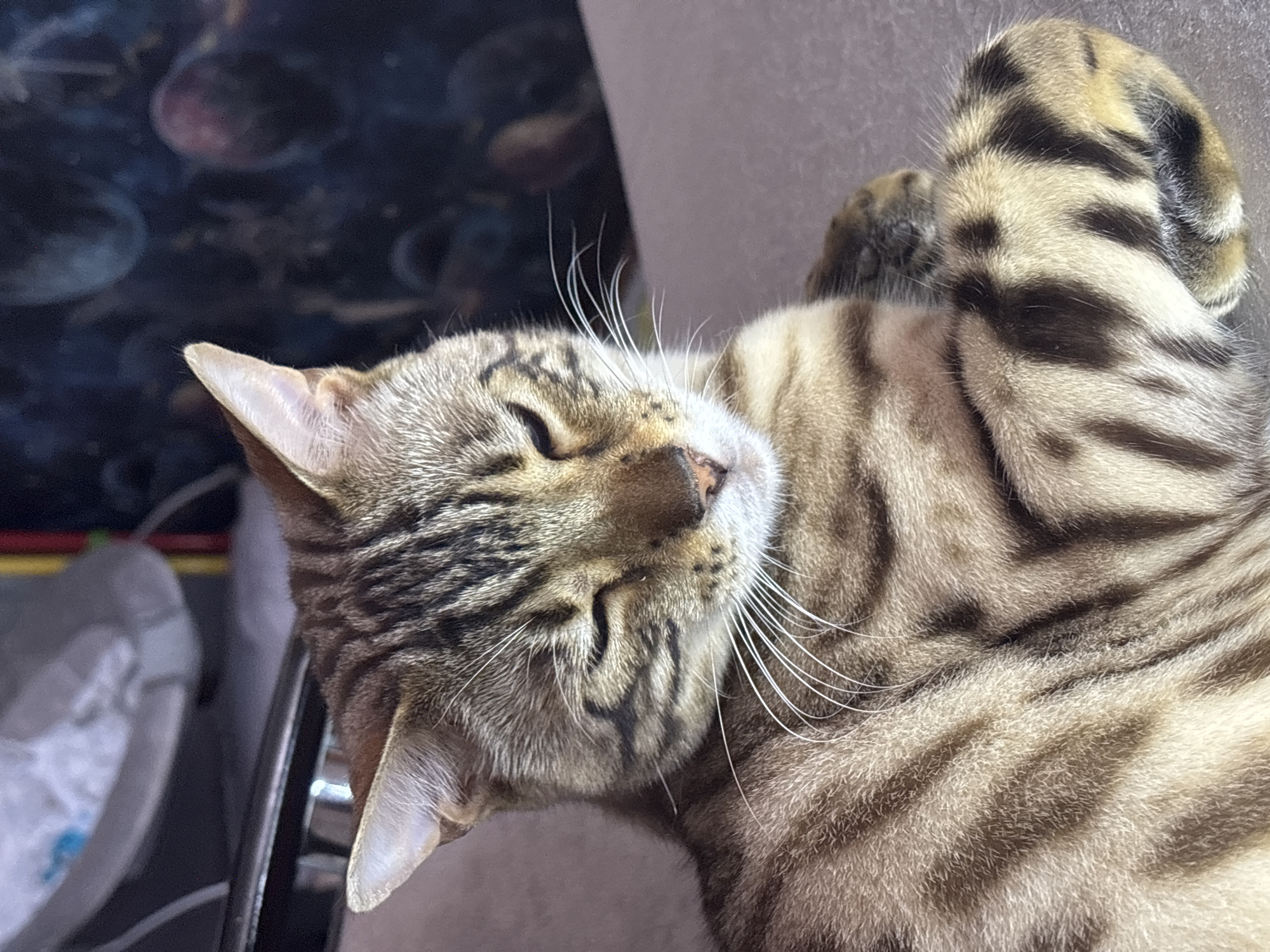 A close-up, eye-level shot captures a tabby cat with its eyes partially closed, appearing relaxed and content. The cat's fur displays a classic brown and black striped pattern, with prominent white whiskers fanned out around its muzzle. Its paws are tucked underneath its body, partially visible. The background is softly blurred, with a dark, textured pattern on the right and a lighter, out-of-focus object on the left. There is no discernible indication of the cat's location within Noviy, Russia.