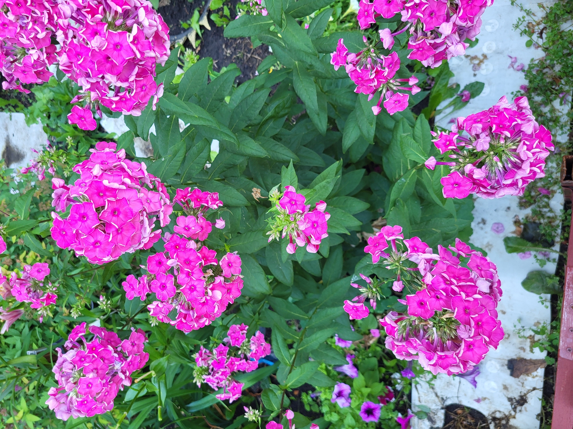 This is a close-up, high-angle shot of a garden bed filled with blooming phlox flowers in Petropavl, Kazakhstan. The phlox are a vibrant shade of pink, with some flowers exhibiting white edges. The plants have lush green foliage. In the foreground, the edge of a red planter box is visible, along with some scattered dry leaves and small green plants. To the left, there are a few scattered purple petunia flowers. The background consists of more greenery and dark soil. The scene is devoid of any people or animals.