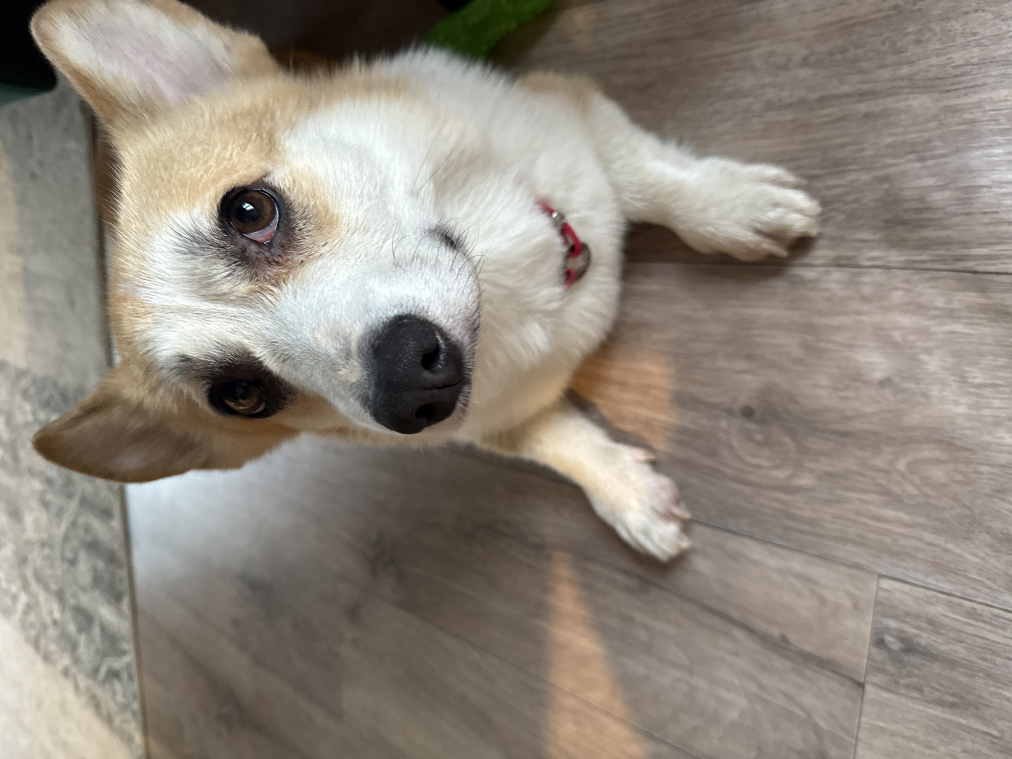 A close-up, eye-level shot shows a Corgi dog on a wooden floor. The dog is white with tan markings on its head and ears. Its eyes are brown, and it has a black nose. The dog is wearing a red collar. The floor is made of light brown wooden planks with a visible grain pattern. A striped rug is visible in the upper left corner of the image. The scene appears to be indoors, with warm lighting casting a shadow on the floor. There is no indication of the city of Perm, Russia, or any specific urban location.