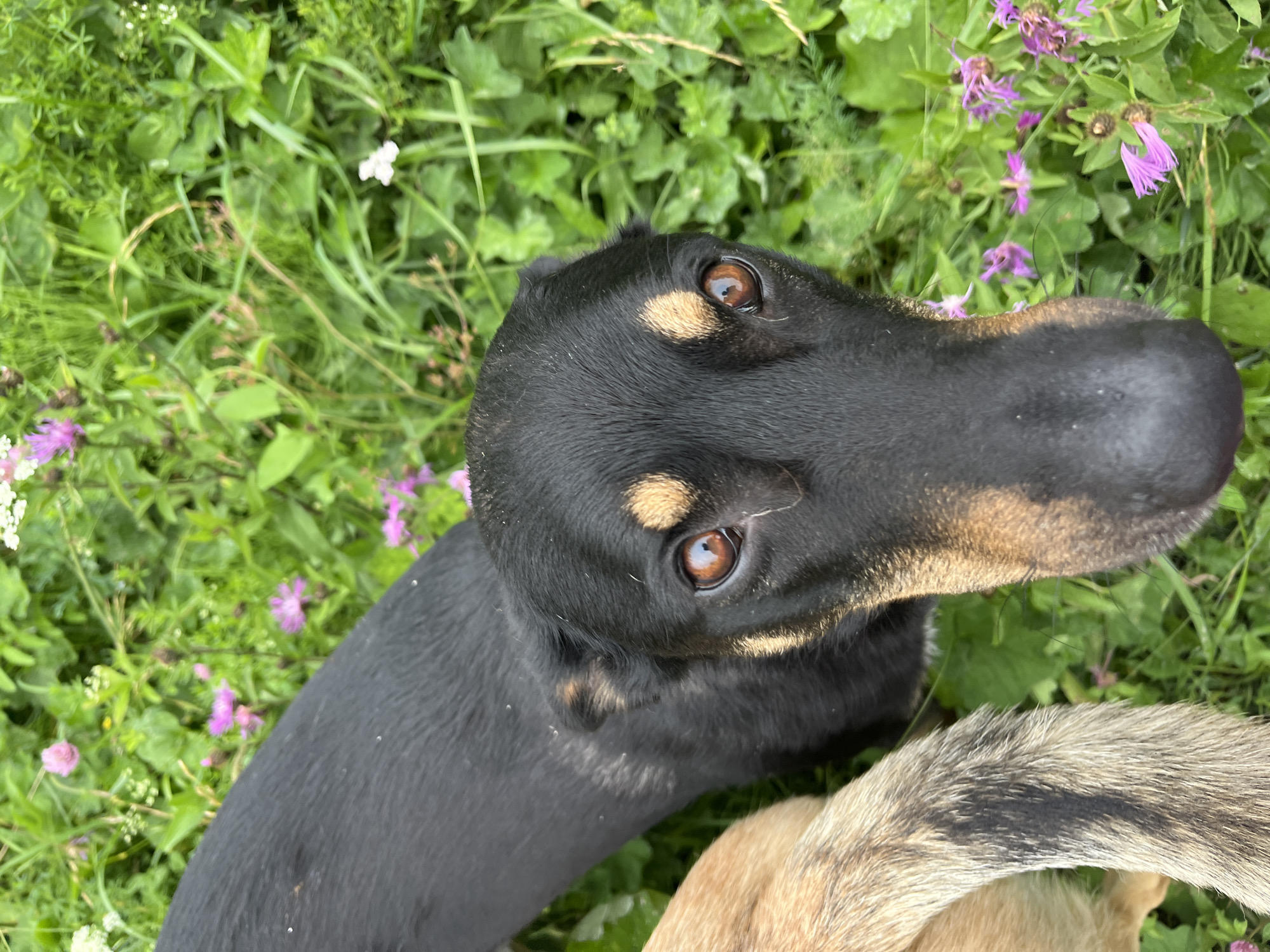 A close-up shot shows the head of a black and tan dog in focus, positioned in the foreground. The dog's large, amber eyes are looking directly at the camera, with prominent tan markings above its eyes and on its muzzle. The dog's body extends out of frame to the left, revealing a portion of its black fur. To the left of the black dog, a tan dog's tail is visible, with coarse fur and dark streaks. The dogs are situated outdoors amidst a dense field of green grass and scattered pink and white wildflowers. The environment suggests a natural, uncultivated area. There is no discernible urban environment or specific location within Nizhny Tagil, Russia.