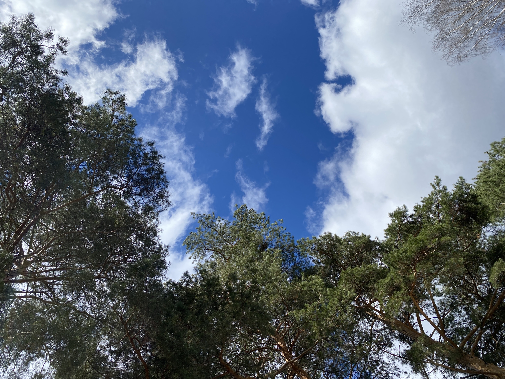 The image depicts a view looking upwards through the branches of trees towards a blue sky interspersed with white clouds. The trees, primarily evergreens based on their foliage, frame the sky. The location is Chaikovsky, Russia. There are no people visible. The objects are trees, clouds, and the sky. The implied action is looking upward. There are no explicit interactions between elements in the image. The environment is a forest or wooded area under a partly cloudy sky.