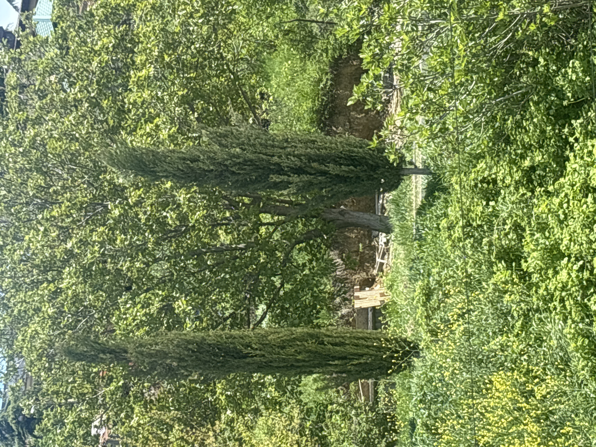 The image shows a landscape with trees and greenery, likely taken in Tbilisi, Georgia. Two tall, slender trees stand prominently in the foreground, flanked by other trees and dense foliage. A glimpse of a wooden structure, possibly a fence or a small building, is visible in the background. The scene suggests a natural setting or a park within an urban area.