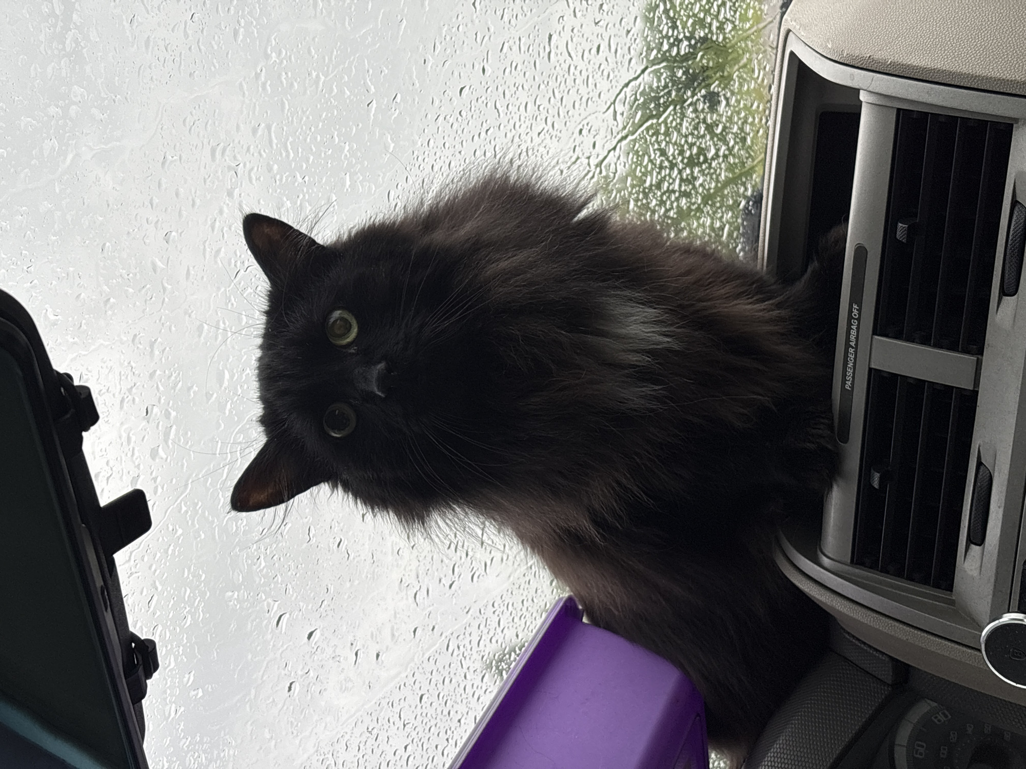 A black, long-haired cat with green eyes is sitting on top of a car's dashboard. The cat is looking directly at the camera. The windshield of the car is covered in raindrops, indicating it is raining outside. A purple container is visible to the left of the cat. The interior of the car is beige and grey, with air vents and a dashboard display visible. The image does not contain any information about the city of Konstantinovskaya, Russia.