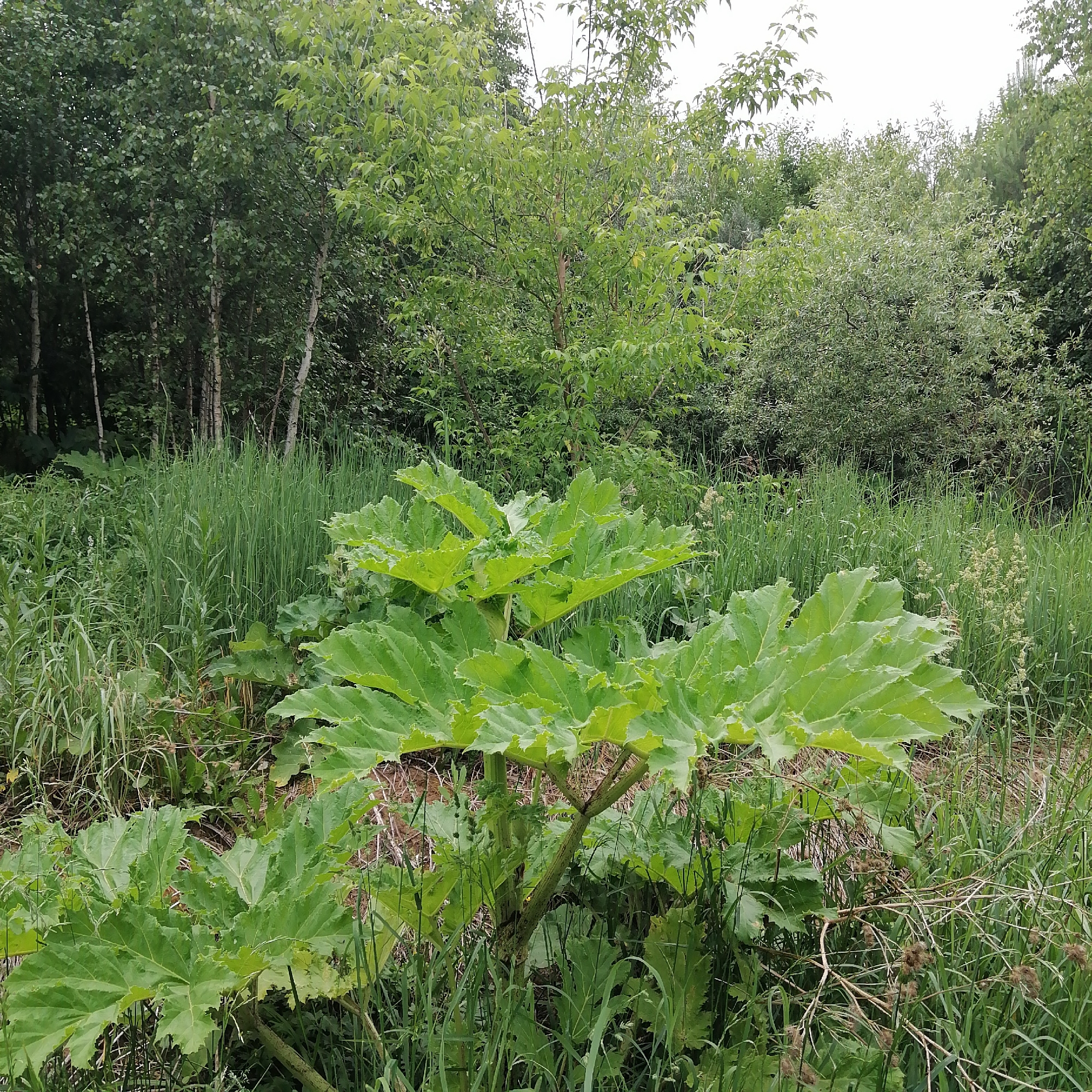 The image depicts a wild, overgrown area with lush green vegetation. In the foreground, a large plant with broad, serrated leaves dominates the scene. Behind it, tall grasses and other wild plants grow densely. In the background, a line of trees creates a natural backdrop, with some of the trees appearing lighter in color, possibly birch. The sky is overcast and light. The scene is one of natural wilderness, with no signs of human activity or urban structures, therefore no specific location in the city of Yudino, Russia can be determined.
