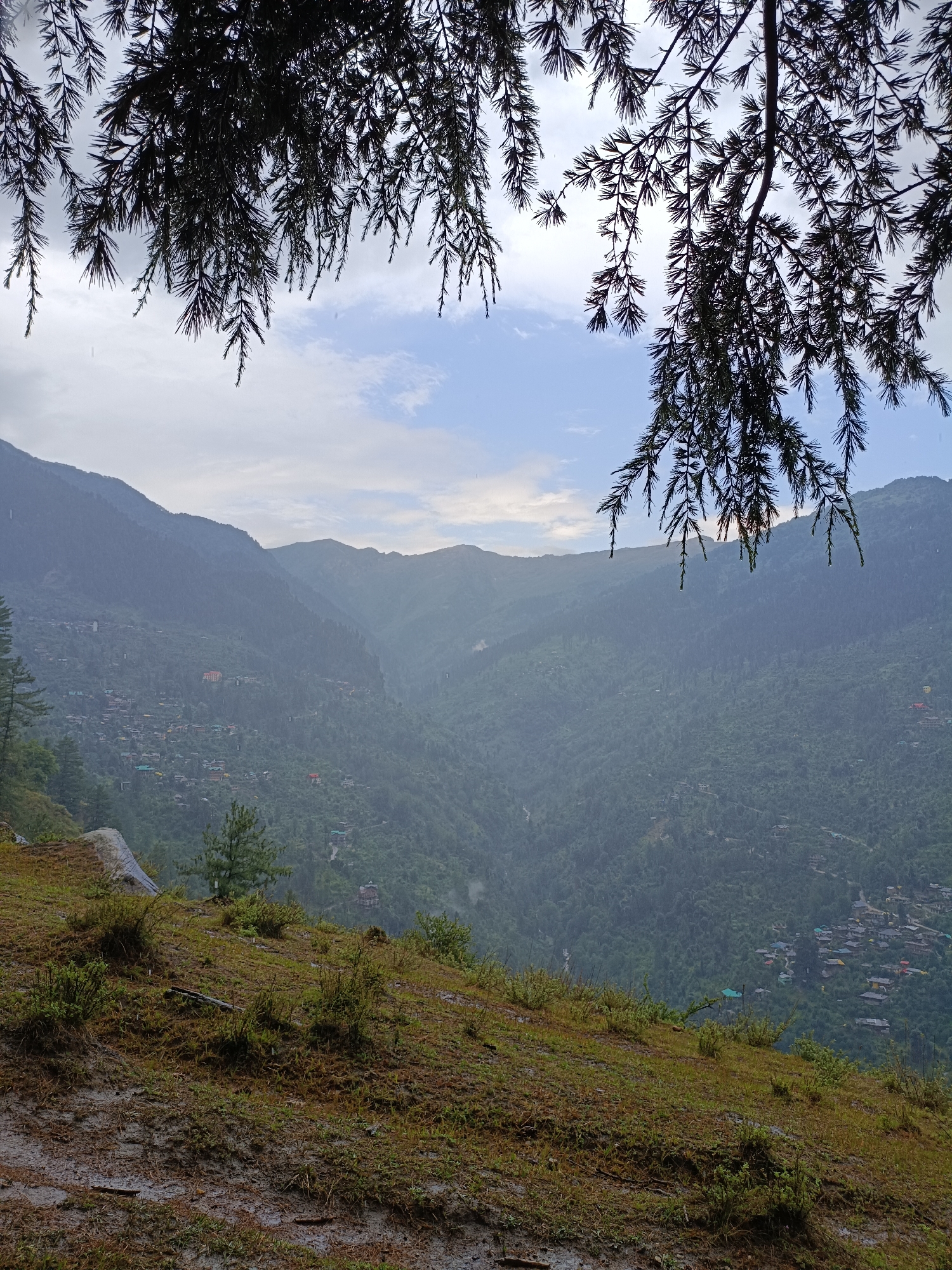 In the city of Chhaki, India, the image captures a verdant hillside overlooking a valley dotted with houses. The foreground is dominated by a grassy slope, wet and muddy in places, with scattered bushes and a large grey rock. Above the slope, the middle ground reveals a dense forest covering the mountainside, with a small village nestled within it, characterized by colorful rooftops. The background consists of a series of misty, layered mountains fading into the distance. Overhead, dark green pine branches with fine needles hang from the top of the frame, obscuring parts of a cloudy sky with patches of blue. The overall atmosphere suggests a damp, overcast day in a mountainous rural setting.