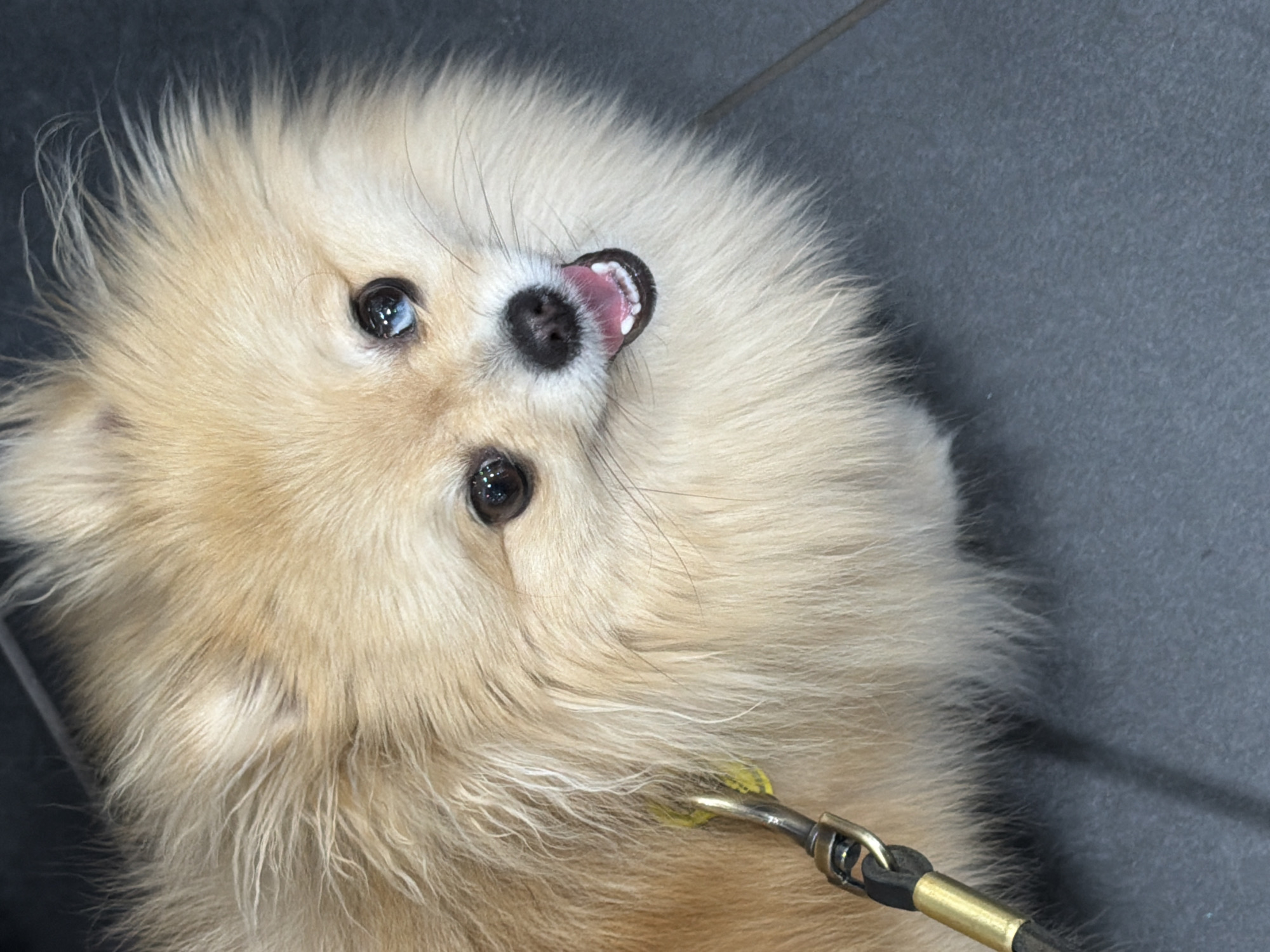 A close-up, high-angle shot features a fluffy, light-colored Pomeranian dog. The dog's mouth is open, revealing a pink tongue and small white teeth. Its eyes are dark and reflective, with one eye appearing to have a slight blueish tint. A dark leash with brass hardware is attached to a collar that has a small, bright yellow tag. The dog is positioned on a dark gray, textured surface that appears to be flooring, possibly in an indoor setting. The background is out of focus, showing a darker, smoother surface. The overall lighting is natural and bright, casting a soft shadow to the right of the dog. The image does not provide any specific landmarks or details that would allow for localization to Barcelona, Spain.