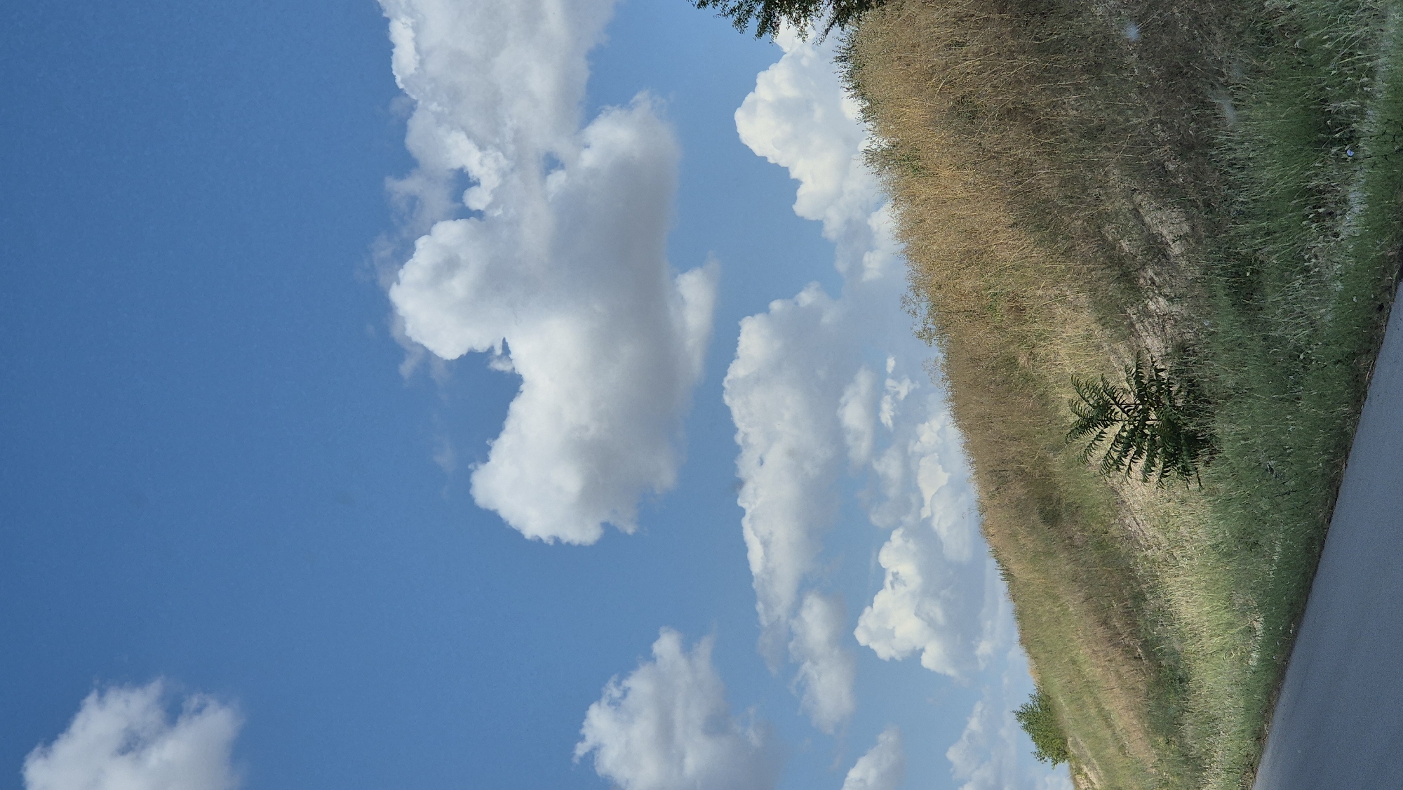 The image depicts a roadside scene in Malenovo, Bulgaria, under a bright blue sky dotted with fluffy white cumulus clouds. A paved road runs along the bottom left of the frame, partially visible. To the right of the road, a grassy slope rises upwards, covered in a mix of green grass and dry, golden vegetation, indicating a transition between seasons or a naturally arid area. A small, dark green tree with a distinctive bushy foliage stands in the middle of the slope. Further up the hill, the vegetation becomes sparser and drier. The overall impression is one of a rural or semi-rural landscape during daylight hours. There are no people or animals visible in the image.