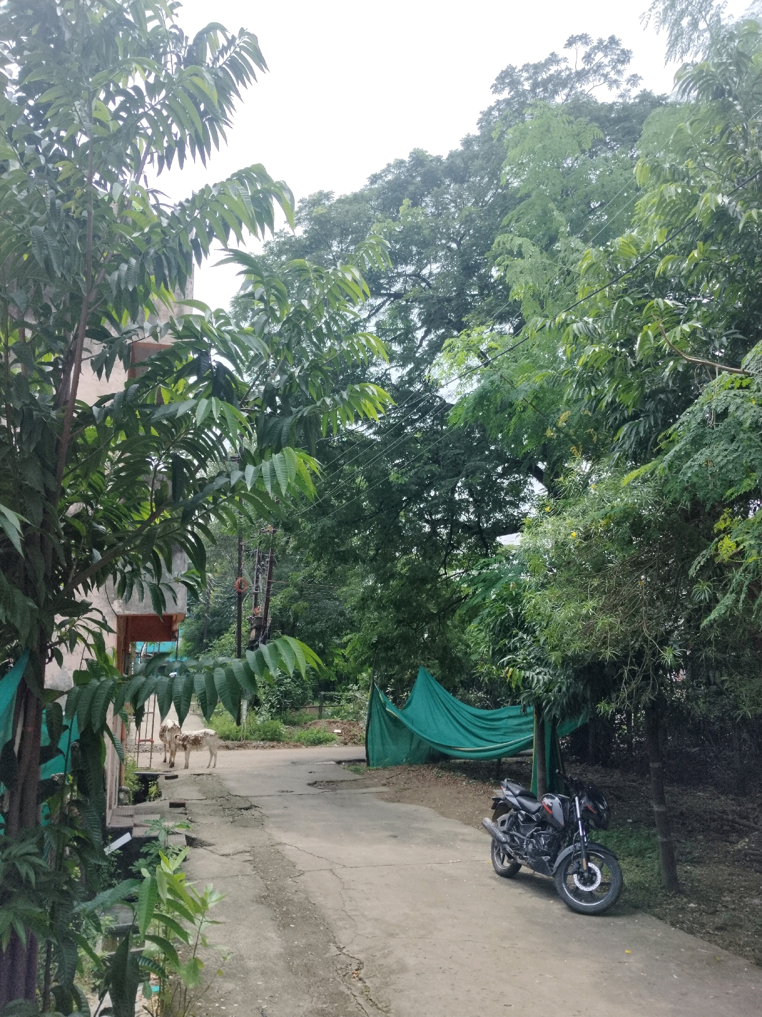 The image depicts an outdoor scene, likely in Bilaspur, India, with a focus on a pathway bordered by lush green foliage. In the foreground on the left, a tree with large, serrated leaves partially obscures a building, possibly an apartment complex, with a light-colored facade and visible windows. Further down the pathway, two young cows, one predominantly white with brown patches and the other a lighter shade, stand facing away from the camera.
The pathway itself is made of concrete and appears weathered, with some cracks and patches. To the right of the pathway, a black motorcycle is parked. Beyond the motorcycle, a large, dark green tarp is stretched between trees, creating a covered area. The background is dominated by dense trees, with the canopy of a particularly large tree forming a significant portion of the upper frame. Power lines are visible strung between poles in the middle ground, interspersed among the trees. The sky is overcast, suggesting a cloudy day. The overall impression is one of a somewhat unkempt but verdant urban or semi-urban environment.