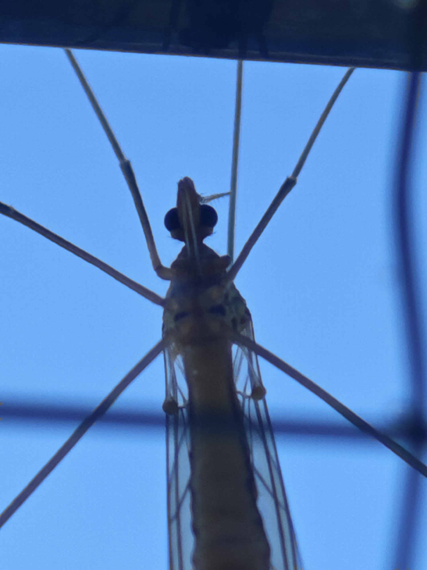 An extreme close-up shot shows a crane fly from a low-angle perspective against a bright blue sky. The insect's head, with its prominent black eyes and long antennae, is at the top center of the frame. Its slender body extends downwards, and its transparent wings are visible, crisscrossed with dark veins. The fly's legs are spread out, creating a star-like pattern. The image is dominated by the blue of the sky, with a dark, blurry element at the very top, suggesting it might be framed by something like a window or a structure. There are no people or identifiable landmarks in the scene.