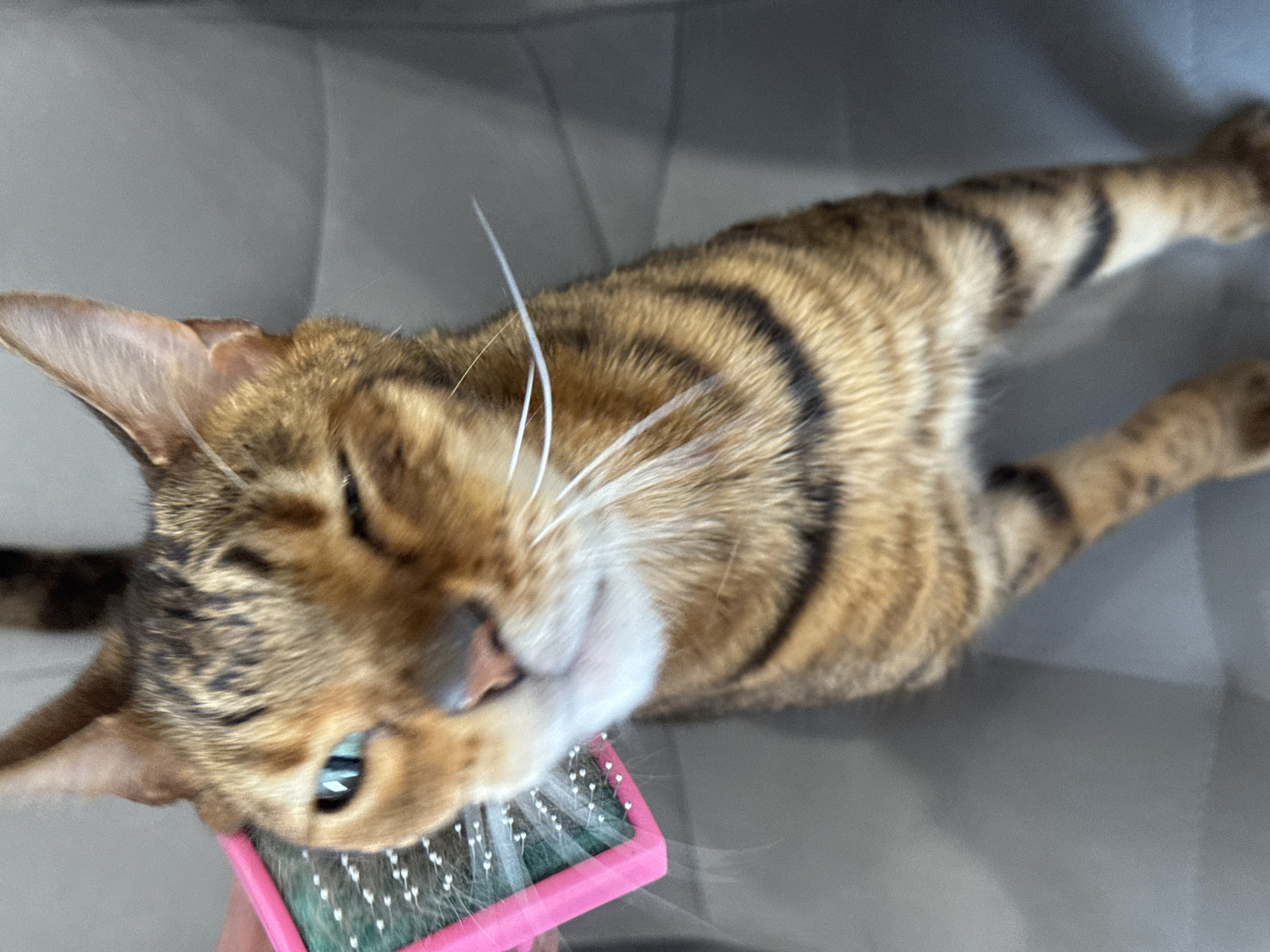 A domestic cat, exhibiting a tawny and dark brown striped coat, is depicted from a high-angle perspective, facing slightly towards the viewer's left, in an indoor environment in Unknown, Unknown. A human hand, largely out of frame, holds a pink-handled grooming brush with white bristles, applying it to the cat's left cheek and neck area. The cat's left eye is partially visible and appears squinted or in the process of blinking, while its right eye is mostly obscured by its fur. White whiskers protrude from the cat's muzzle, which shows a slight opening of the mouth, revealing a small portion of its pink nostril and dark philtrum. Loose fur is visible clinging to the brush bristles. The background is a neutral, uniform grey, indicating an uncluttered setting, possibly an upholstered surface or a plain wall. The cat's body is oriented towards the lower right of the frame, showcasing its striped fur down its back and legs.