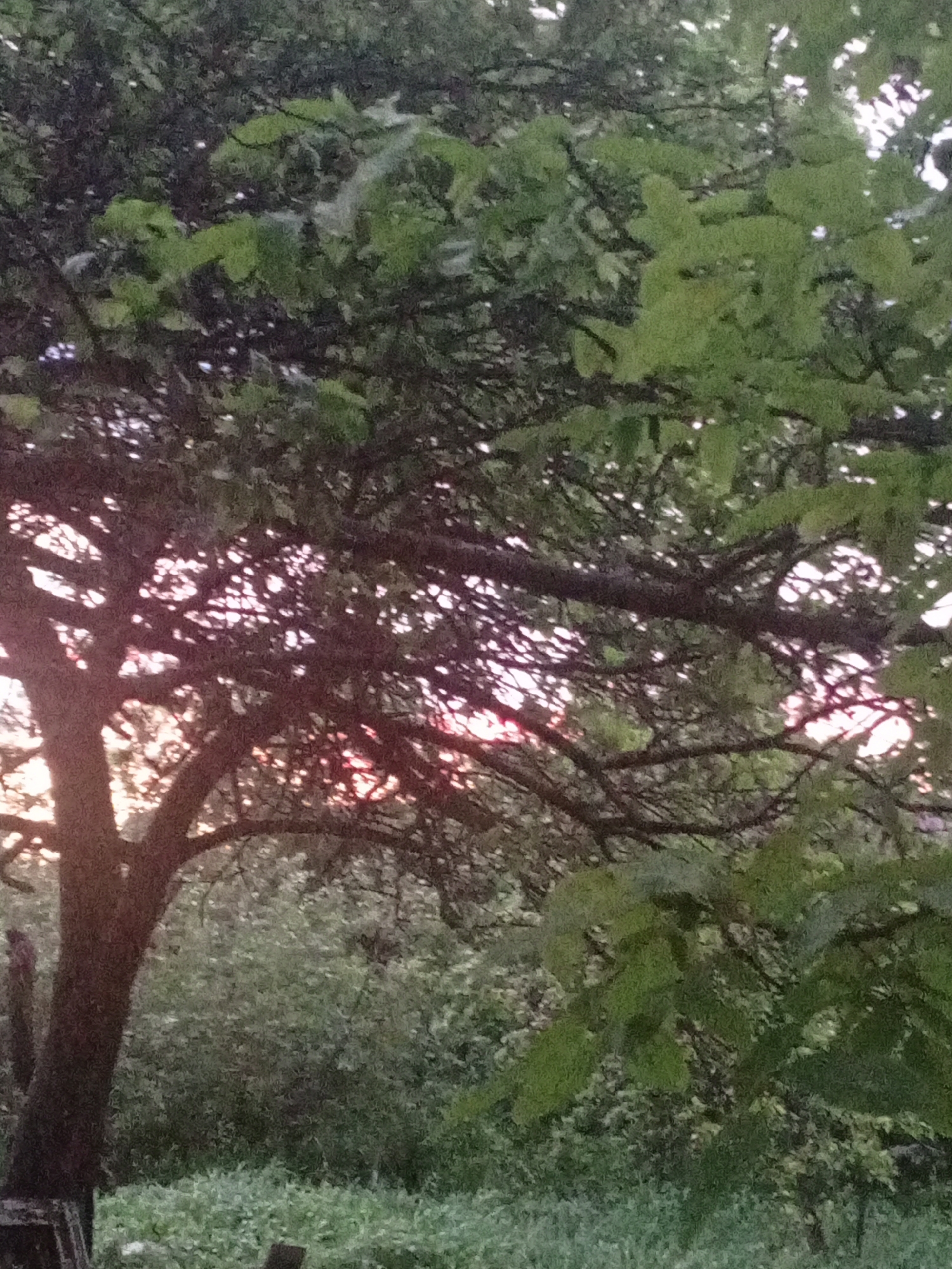 The image shows a dense canopy of green leaves and dark branches of a tree against a backdrop of soft, diffused light suggesting either dawn or dusk. The light filters through the leaves, creating a dappled effect and highlighting some of the thinner branches. In the background, there is a dense, out-of-focus growth of vegetation. The overall impression is of a natural, outdoor setting, likely a garden or park, with no visible human presence or man-made structures besides a hint of what might be a wooden fence or support in the lower left corner. The location is Unknown, Unknown.