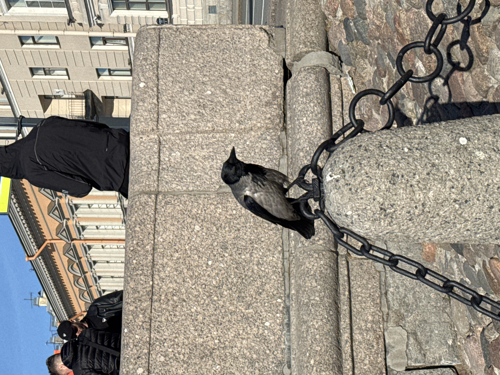 The original image, rotated 90 degrees counter-clockwise, depicts an urban outdoor scene in Saint Petersburg, Russia, under bright daylight.
In the center, a hooded crow with distinctive grey and black plumage is perched on a robust, rough-hewn granite block or barrier. To the right of the bird, a heavy, dark metal chain with large oval links is draped across and attached to similar stone structures, casting clear shadows on the granite surface.
Several people are visible in the background. One individual wearing a black hooded jacket is partially obscured by the stone block on the left side of the frame. Further down and to the left (when upright), another person in a black cap and jacket is visible, alongside the top of a third person's head. They appear to be pedestrians on a street or embankment.
Behind the stone barriers and people, multi-story buildings with classical architectural details, including numerous windows and decorative cornices, rise against a clear blue sky. These light-colored facades are characteristic of Saint Petersburg's architecture. The bright sunlight suggests a clear, sunny day, likely in the morning or afternoon, evident from the crisp shadows. There is no visible text in the image.