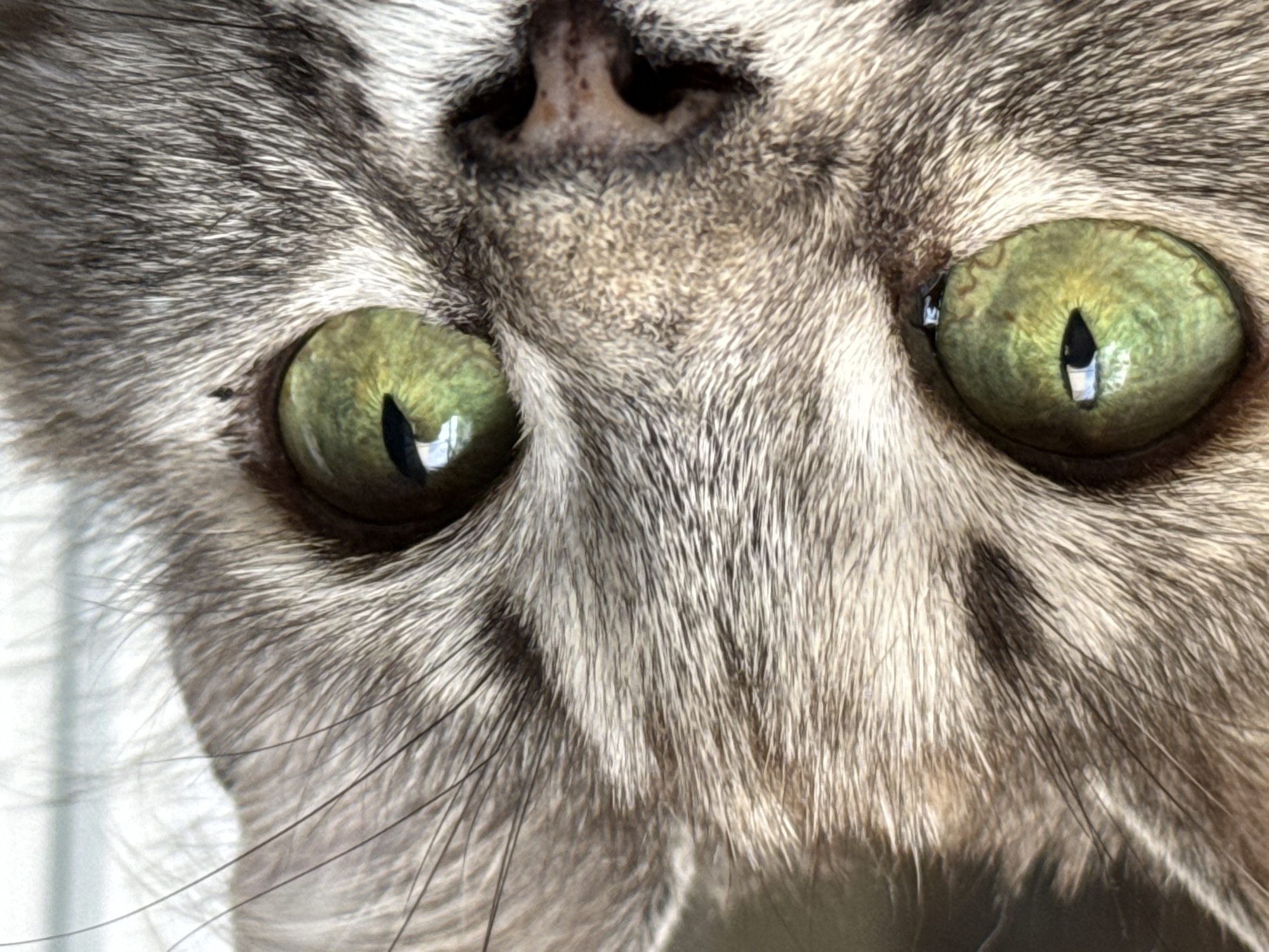A close-up, head-on shot focuses on the face of a cat, revealing its striking green eyes and the texture of its fur. The cat's fur is a mix of gray and tan with darker stripes, particularly around the eyes and forehead. Its pupils are vertical slits, indicating a bright environment. The cat's nose is dark and speckled. The background is blurred, suggesting the cat is the primary subject. There are no identifiable landmarks or context clues to suggest a location within a city, as this is a macro photograph of an animal.