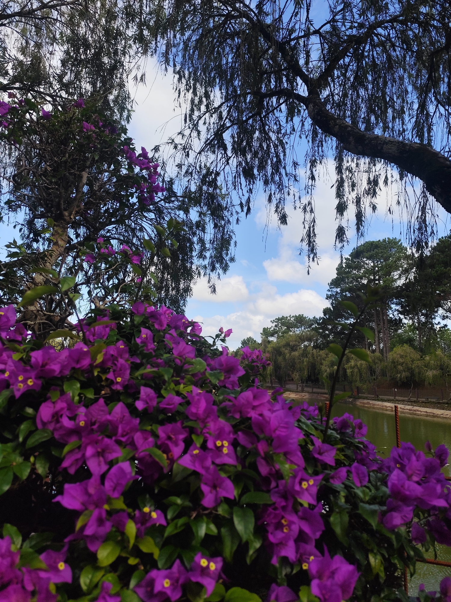 The image depicts a vibrant cluster of purple bougainvillea flowers in the foreground, their petals a vivid contrast against the lush green leaves. Behind the flowers, a tranquil body of water reflects the sky, suggesting a pond or lake. The background is filled with a variety of trees, including tall pine trees and other deciduous varieties, lining the edge of the water. Overhead, the branches of a large tree with delicate, drooping foliage frame the upper portion of the image, with a bright blue sky dotted with white clouds visible through the gaps. The scene evokes a sense of natural beauty and serenity, characteristic of many picturesque locations in Da Lat, Vietnam, such as Xuan Huong Lake or one of the city's many botanical gardens. No people are visible in the image.