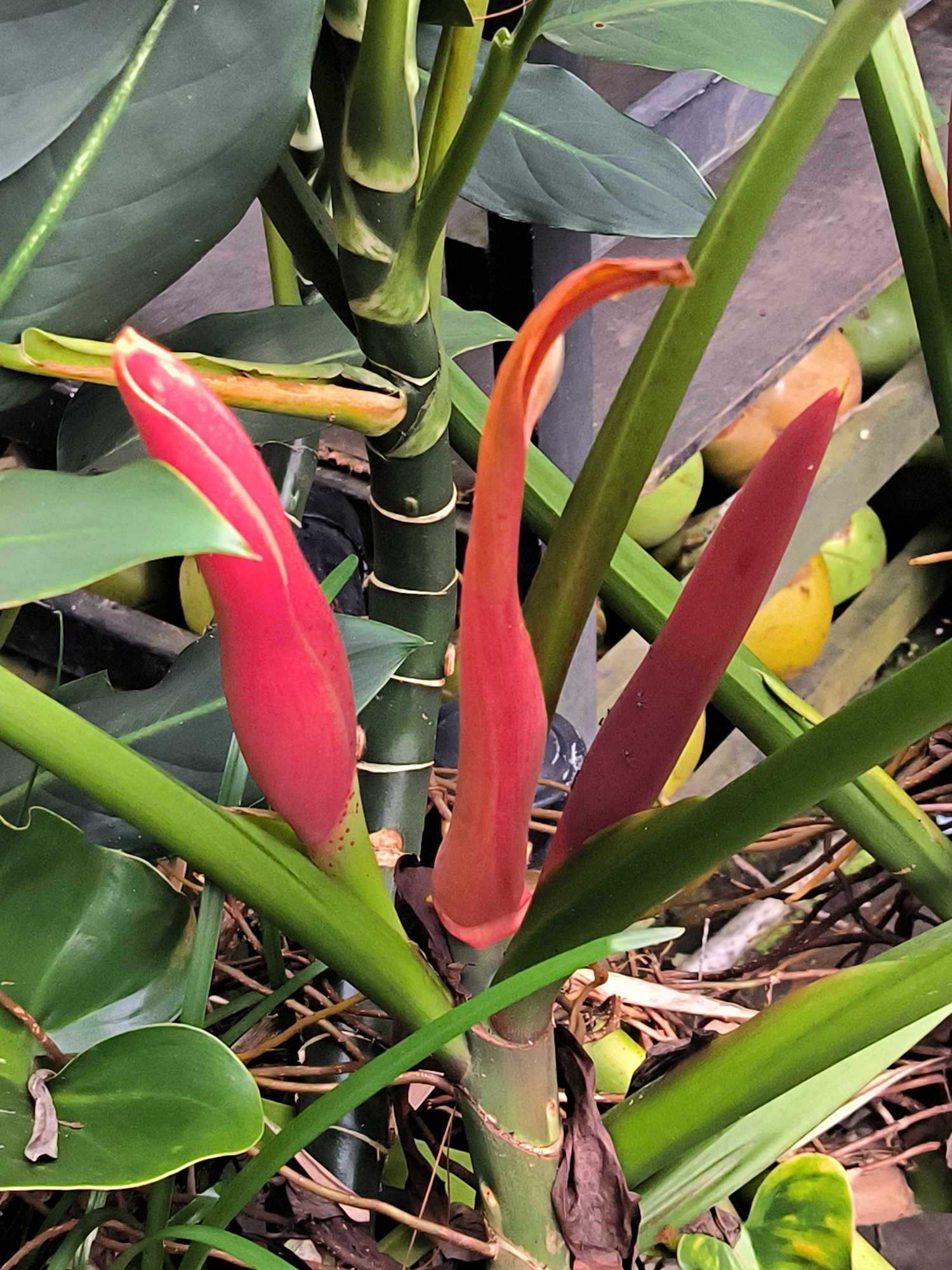 The image shows a close-up view of a tropical plant with vibrant pink and red flower buds, and lush green foliage. The plant's stems are thick and have a segmented, almost bamboo-like appearance, with some parts exhibiting a greenish-white banding. The flower buds are elongated and pointed, with one bud showing a curved tip, suggesting it is in an earlier stage of development. The surrounding leaves are broad and deep green, with some showing lighter green variegation. The background is a mix of dry leaves, twigs, and other indistinct plant matter, creating a natural, somewhat wild setting. In the background, there are also glimpses of blurred green and yellow objects, possibly fruits or other plant parts. The lighting suggests it is daytime, with natural light illuminating the plants. The overall impression is one of rich, natural growth in a humid, tropical environment. The image appears to be taken in Tansaril, Indonesia, a location known for its tropical flora. There is no visible text in the image.