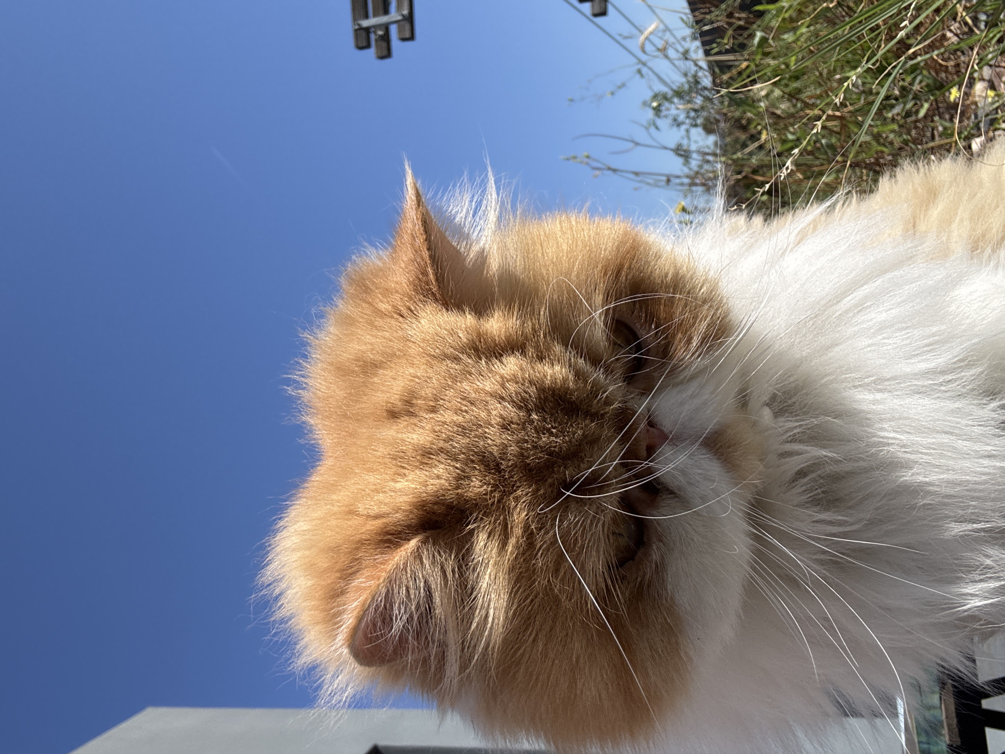 A close-up, low-angle shot depicts a fluffy, long-haired orange and white cat with the bright blue sky visible in the background. The cat's head occupies a large portion of the frame, allowing for details like its fur texture and whiskers to be clearly seen. Behind the cat, some greenery is visible on the right side, and structural elements appear on the left, suggesting a rooftop or patio setting. The scene seems to be photographed outdoors, likely in daylight, considering the clear sky. Without more context, pinpointing the exact location in Los Angeles is impossible, but the presence of urban structures and plant life suggests a residential or urban area.