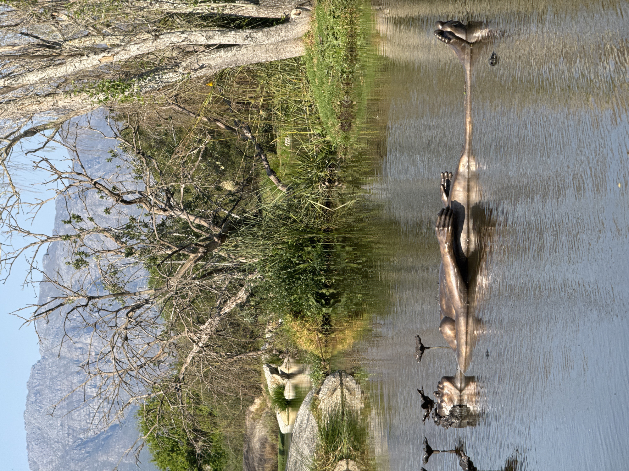 The image depicts a bronze sculpture of a person seemingly floating in a body of water. The sculpture is positioned in the foreground, with its head, torso, arms, and legs visible above the water's surface. The figure appears to be lying on its back with its arms resting by its sides or on its chest. Several dark, lotus-like sculptures are also present in the water around the main figure.
The water reflects the surrounding environment, which includes lush green vegetation, large rocks, and trees. In the background, a dry, bare tree with intricate branches dominates the scene. Further in the distance, a large, rocky mountain range is visible under a clear blue sky. The overall setting suggests an outdoor, natural environment.
The location is identified as Stellenbosch Nu, South Africa. It is likely a public park, garden, or art installation situated in this region. The lighting suggests it is daytime, with the sun casting shadows and highlighting the textures of the sculpture and the natural elements.