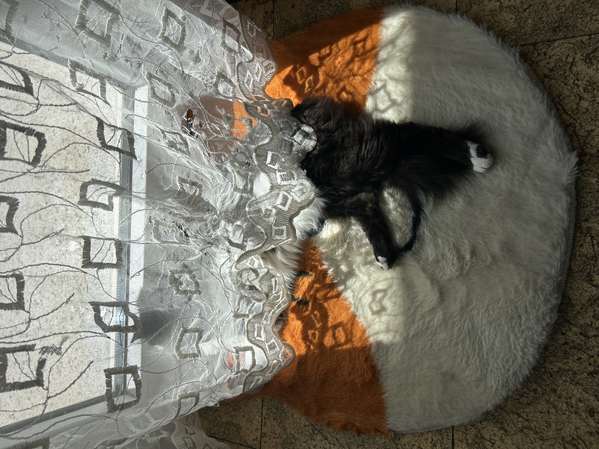 A black and white cat lies on a round, white and orange rug on a tiled floor. The rug sits near a window covered with a white, lace curtain. The scene appears to be indoors. There is no verifiable information to determine the specific location in Plovdiv, Bulgaria, or any specific actions, interactions, or people involved beyond the presence of the cat.