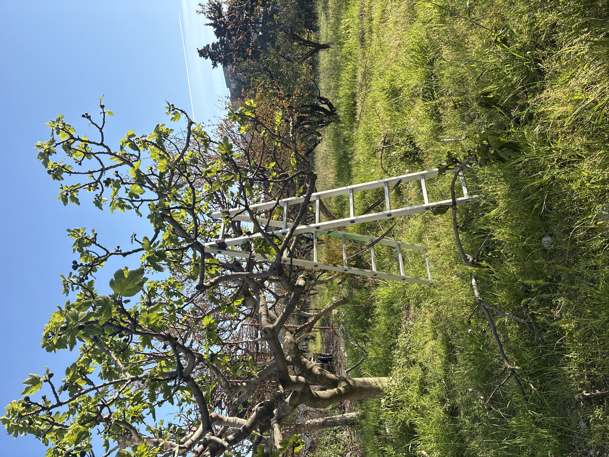 A silver ladder is leaning against a tree in a grassy field near Bar, Montenegro. The tree is covered in green leaves and small fruits. There are other trees in the background, and the sky is blue. The grass is tall and green. A felled branch rests on the grass.