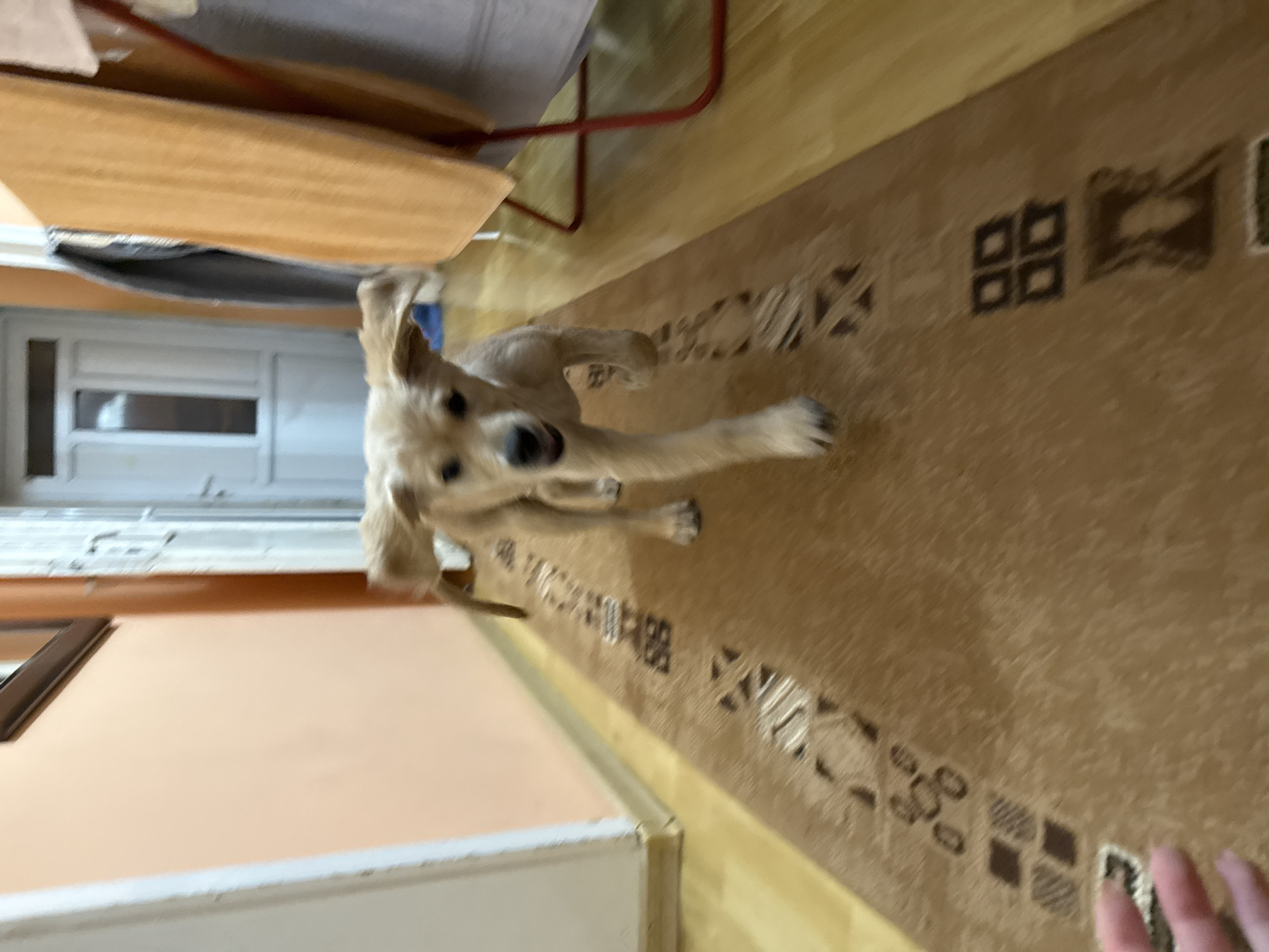 A blurry, high-angle shot taken indoors, likely in a home in Buhovo, Bulgaria, shows a golden retriever puppy in motion, with its paws extended towards the camera. A light brown patterned carpet fills the majority of the frame, suggesting a living or dining room. A partially visible light wood table and a chair with red metal legs are in the upper left corner. A white door is visible to the left, leading to an adjacent space. A light peach-colored wall is on the lower left. In the lower right, a partial view of a human hand with pale skin and pink nails is visible, presumably the photographer's.