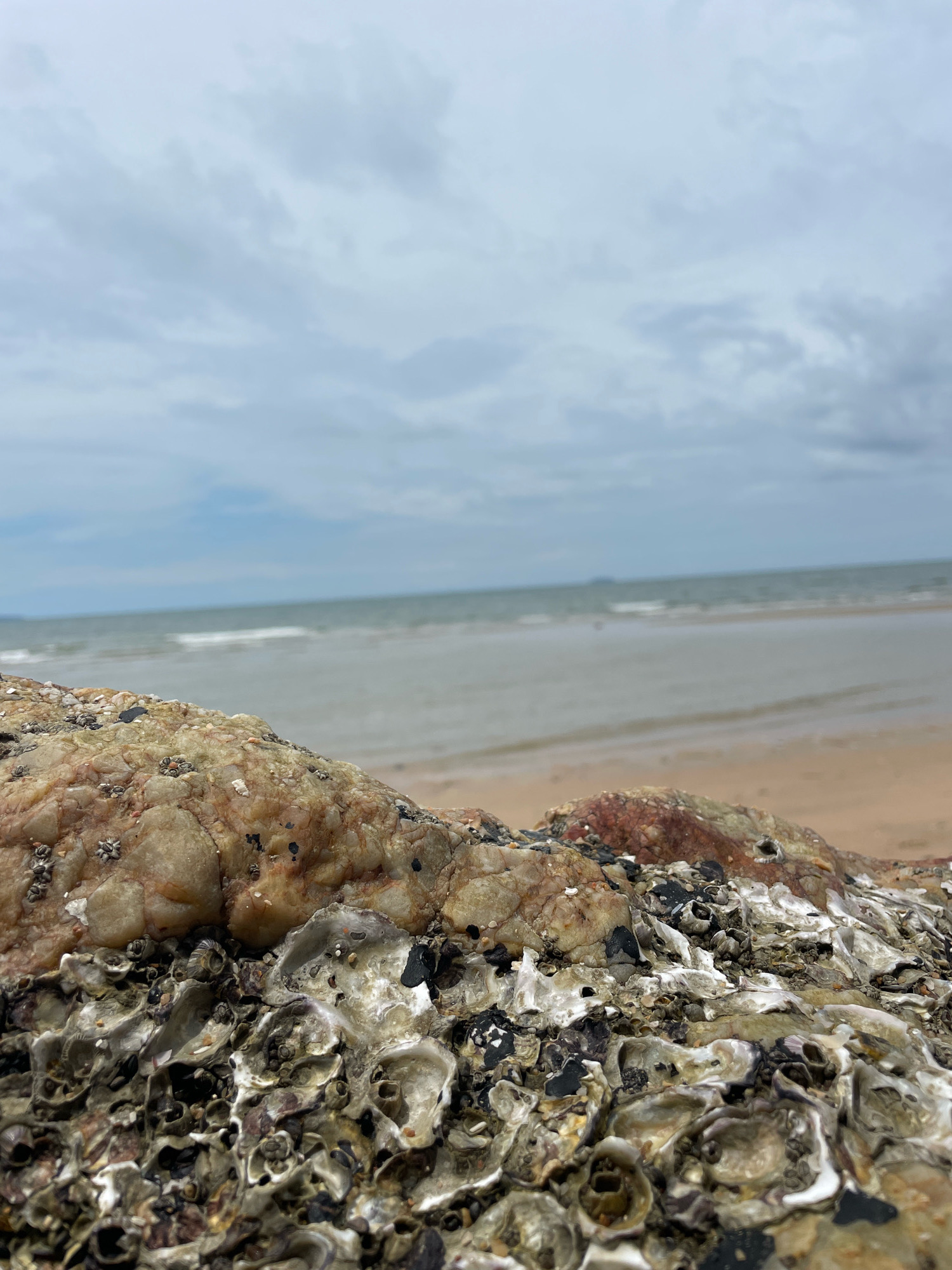 This is a close-up, eye-level shot of a rock encrusted with shells and barnacles on a beach, likely in Ban Na Chom Thian, Thailand. The rock is positioned in the foreground, taking up the bottom half of the frame. It is textured and multi-colored, with patches of light brown, white, and reddish-pink rock, along with numerous oyster shells and barnacles in various shades of gray and white. The shells are small and irregular in shape, creating a rough surface.
In the background, the ocean stretches out under a cloudy sky. The water is a muted gray-blue, with a faint white line of breaking waves visible near the shore. The beach itself is a strip of light brown sand separating the water from the rock. The sky is overcast with soft, diffused light, suggesting a cloudy or overcast day. No people or animals are visible in the frame. The overall impression is one of a natural coastal environment.