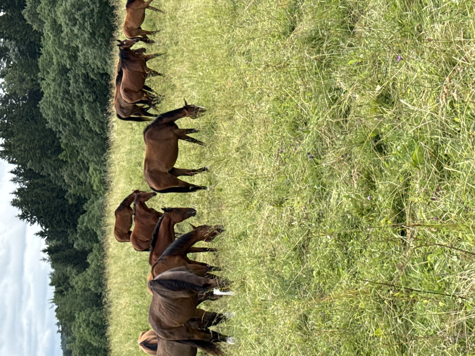 The image depicts a herd of brown horses grazing in a lush, green meadow. The horses are of varying sizes and are scattered across the field, with some in the foreground and others further back. The meadow is characterized by tall grass and scattered wildflowers, indicative of a natural, rural environment. In the background, a dense forest of dark green trees forms a backdrop against a cloudy, overcast sky. The overall scene suggests a tranquil pastoral setting. The location of this scene is in the village of Galinė, Lithuania, known for its rural landscapes.