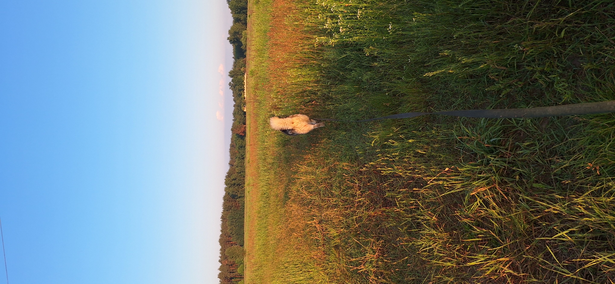 A medium shot captures a dog walking away from the camera on a leash through a grassy field during the golden hour. The dog, with its back to the viewer, appears to be a mixed breed with predominantly white and gray fur, and a fluffy tail. A dark leash extends from the dog towards the bottom right of the frame. The field is overgrown with tall grass and wildflowers, some of which are illuminated by the warm, low-angled sunlight, creating a vibrant orange and yellow hue. In the background, a dense line of trees forms a dark horizon against a clear, pale blue sky. The overall scene depicts a peaceful outdoor setting, likely a rural or suburban area, as the sun sets.