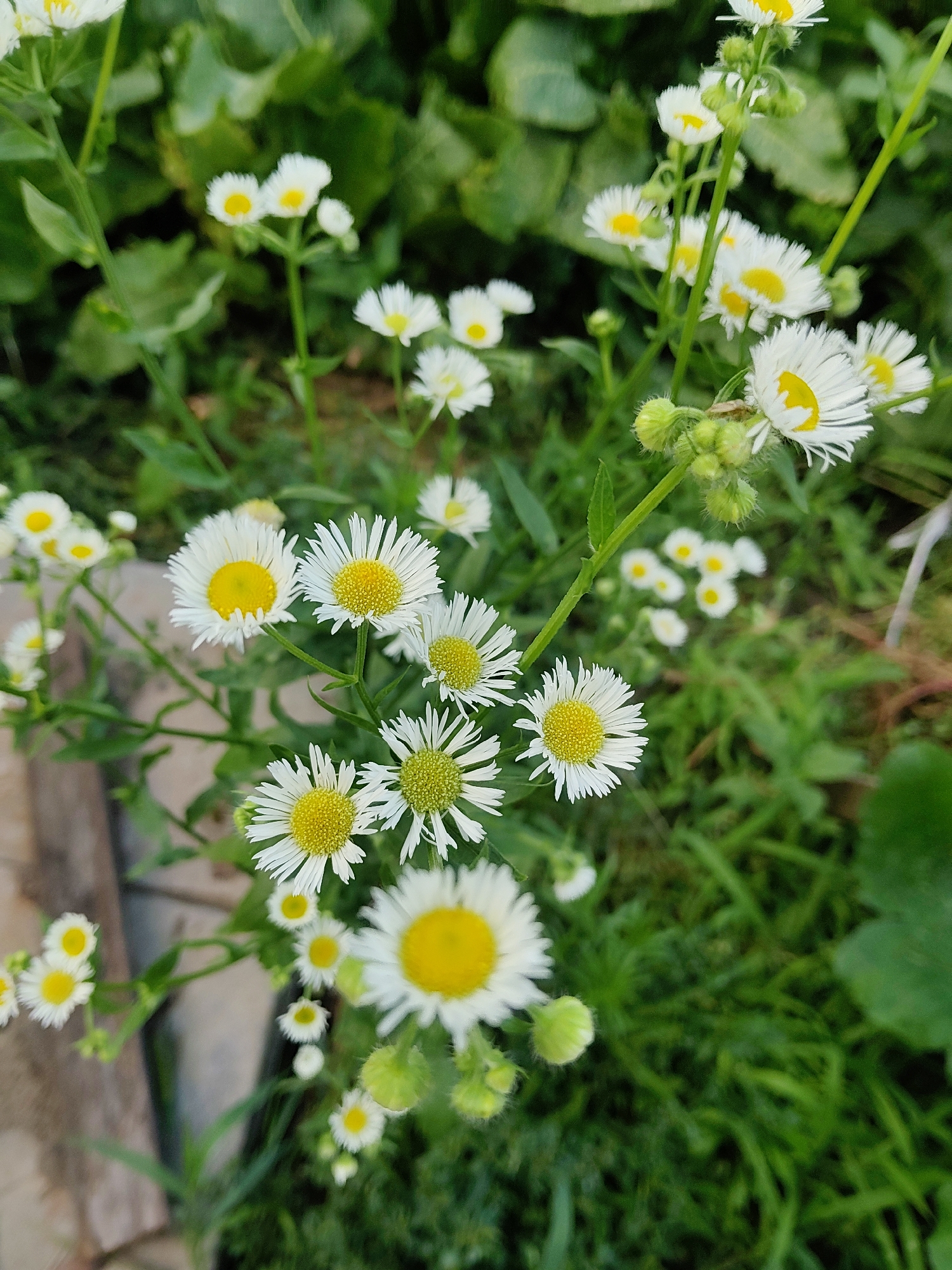 A close-up, eye-level shot captures a cluster of small white wildflowers with yellow centers, likely daisies, growing in lush green foliage. Some of the flowers are in bloom, while others are still buds. The background is a soft blur of green leaves and grass, suggesting an outdoor, natural setting. The image is shot in Kharkiv, Ukraine.