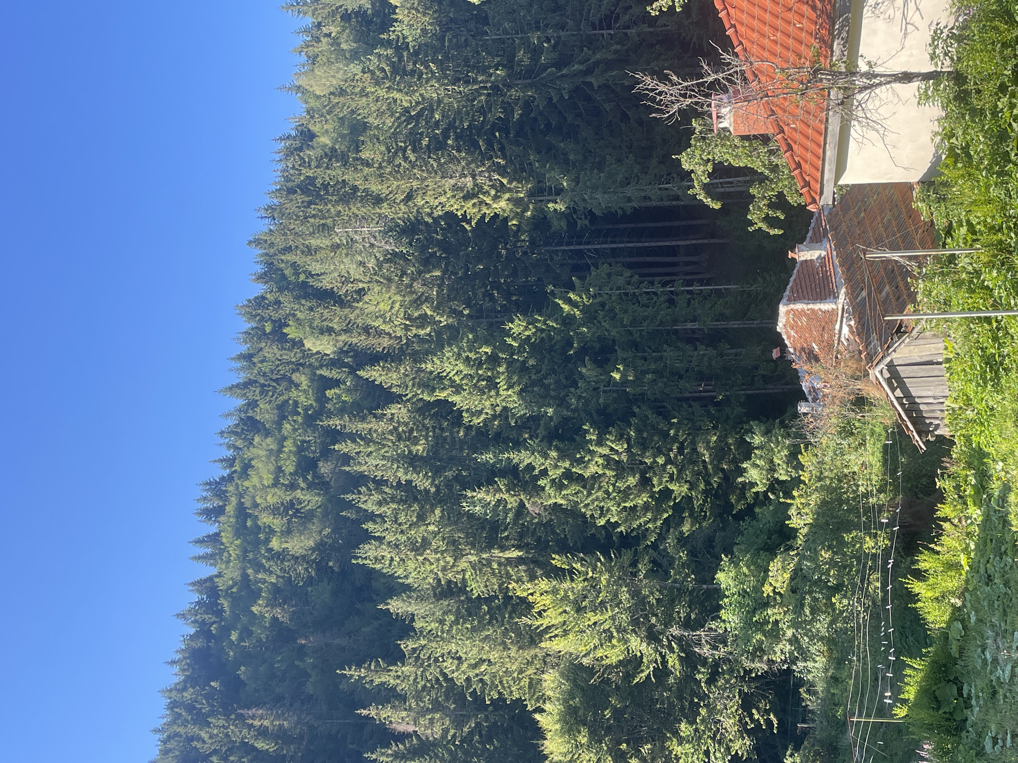 The image depicts a rural scene with a dense forest covering a hillside. The sky is clear and blue. In the foreground, there are several houses with orange tiled roofs and chimneys. A clothesline with clothes pinned to it stretches across the middle ground. Lush green vegetation, including trees and bushes, surrounds the houses. The scene is likely located in the city of Manastir, Bulgaria, given the presence of traditional tiled roofs and the surrounding natural landscape. There are no people visible in the image. The overall impression is one of a peaceful, natural setting with a touch of rustic charm.