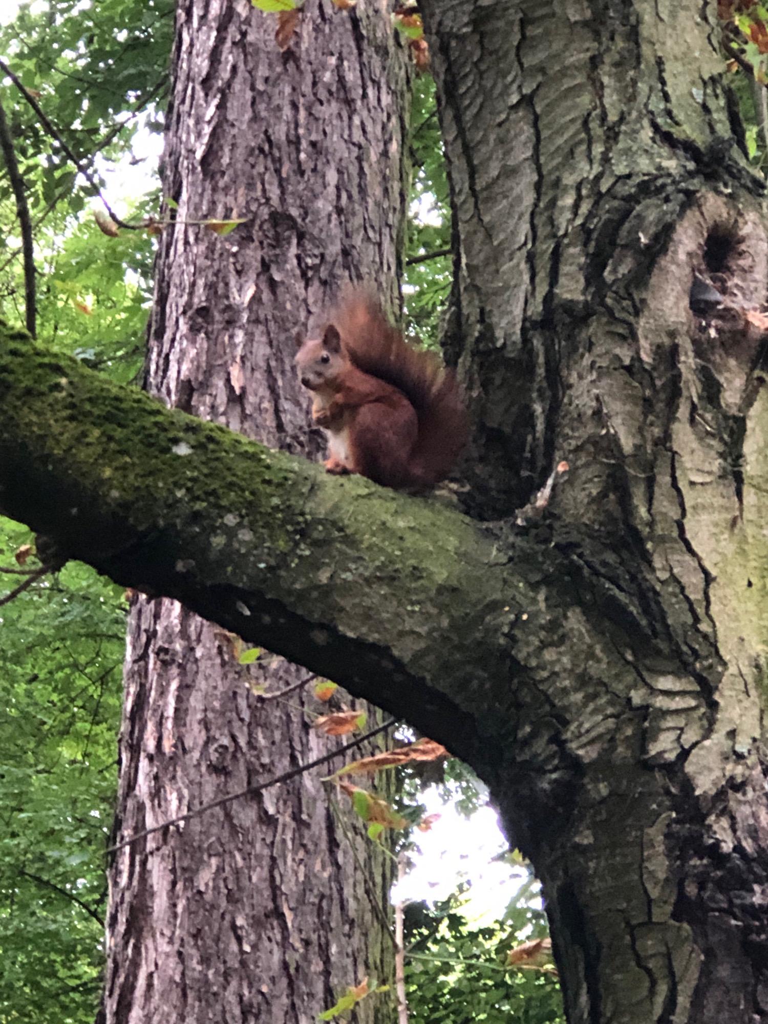 A red squirrel is perched on a moss-covered branch of a large tree. The squirrel is facing left, with its front paws clasped together. Its fur is reddish-brown, and it has a bushy tail. The tree has rough, gray bark, and the branch it is sitting on is thick and covered in green moss. In the background, there are more trees and foliage, with dappled sunlight filtering through the leaves. The image appears to have been taken outdoors in a natural setting, likely a park or forest. There is no information in the image to suggest a specific location within the city of Lviv, Ukraine.