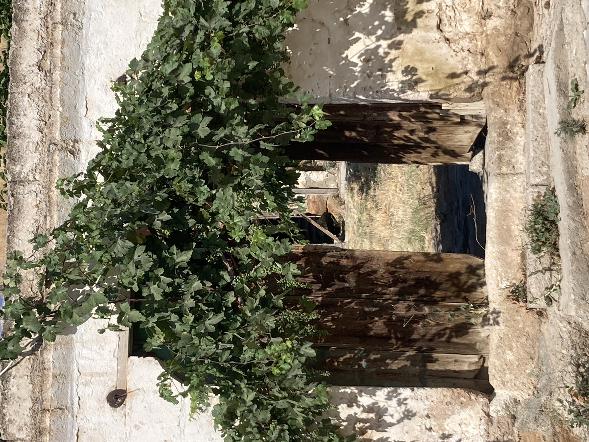 An outdoor, medium shot captures a sunlit, weathered stone building with an arched doorway covered in lush green grapevines. The doorway is open, revealing a dimly lit interior with dry grass and shadows. The building's facade is rough, textured plaster, with visible stones and a dark, round fixture on the left. The wooden double doors are aged and dark brown, with vertical planking. The grapevines are abundant, with numerous clusters of small, green grapes. Shadows of the leaves and branches are cast on the building's wall. In front of the doorway are stone steps leading up to the entrance, with small plants growing between the stones. The scene is located in Avanos İlçe Merkezi, Turkey.