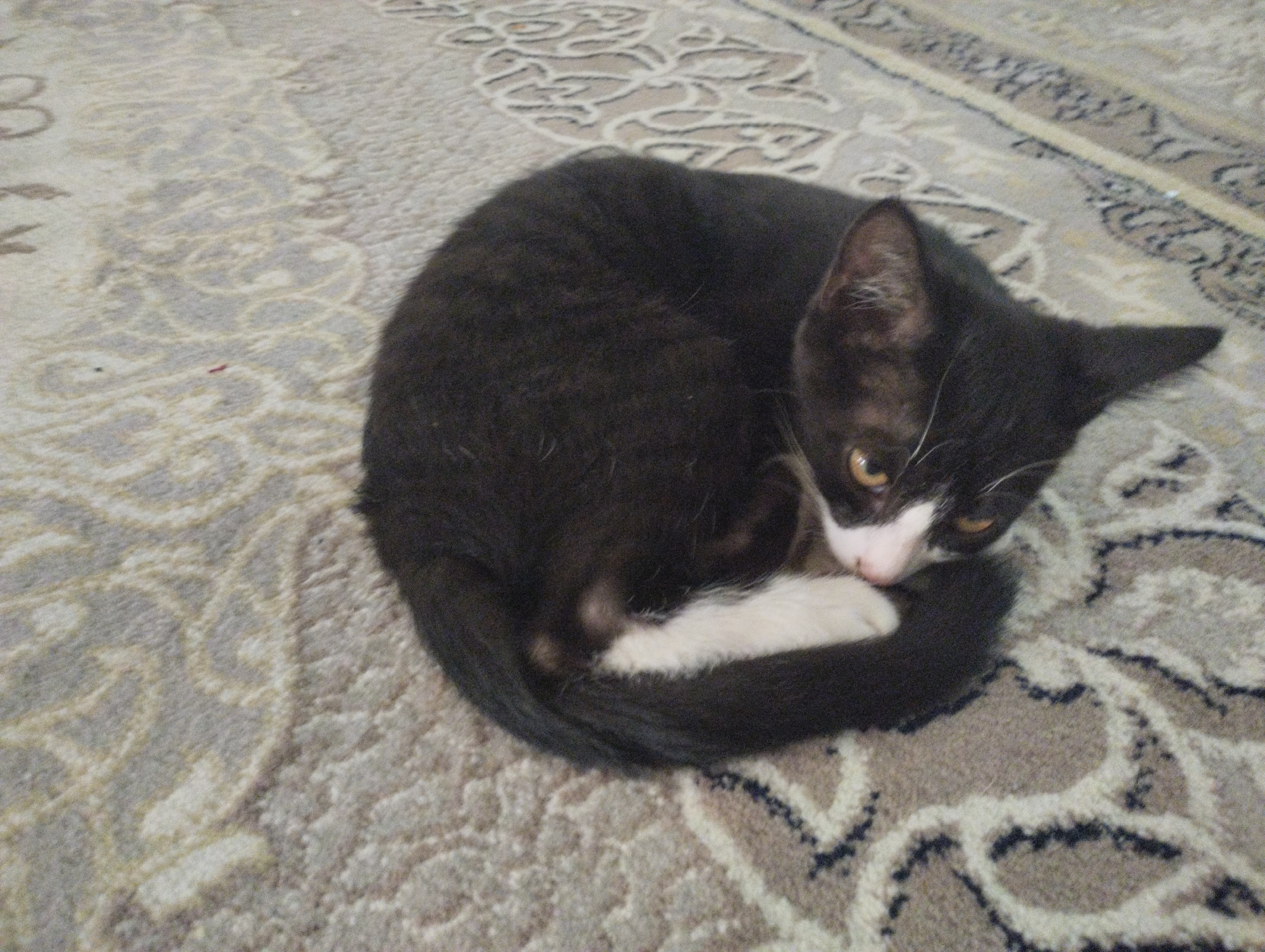 A black and white cat is curled up on a patterned carpet. The cat's fur is predominantly black, with white markings on its chest and face. Its eyes are open and appear to be yellow or amber. The carpet has an intricate pattern in shades of gray and beige. The scene is indoors, with no specific details of a city or location provided in the image.