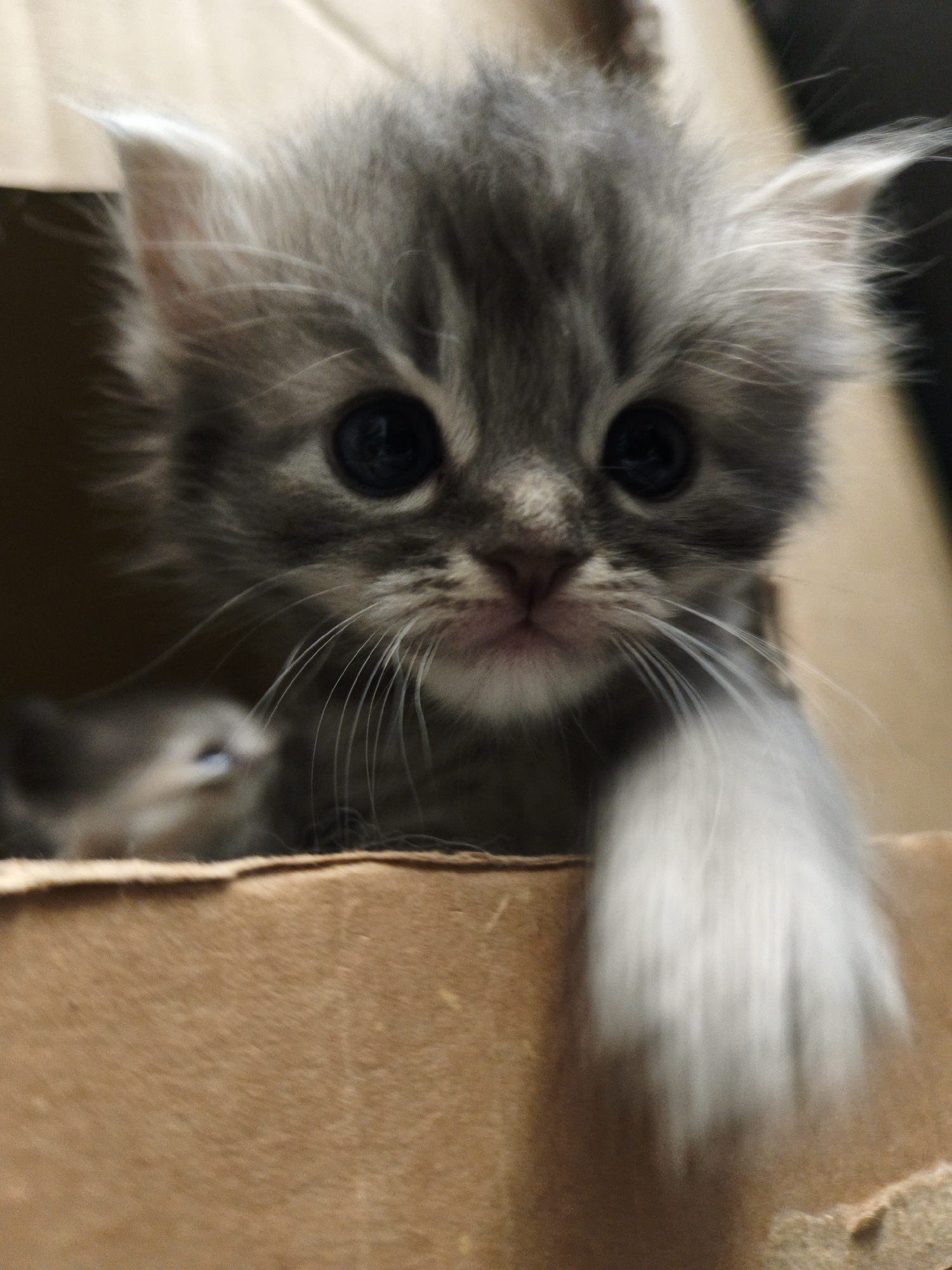A close-up, eye-level shot captures a fluffy, gray and white kitten peering out of a cardboard box. The kitten's large, dark eyes are wide and focused, and its whiskers are prominent. The kitten's ears are pointed, and its nose is pink. Its fur is long and appears soft. The kitten's front paw is extended, and its paw and leg are blurred, suggesting movement. Another kitten, also gray, is visible in the background, to the left, with its head slightly tilted. The background consists of the inside of the cardboard box, with its textured brown surface. The lighting is dim, highlighting the kitten's face and creating a soft focus effect on the rest of the scene. The overall impression is one of curiosity and innocence.