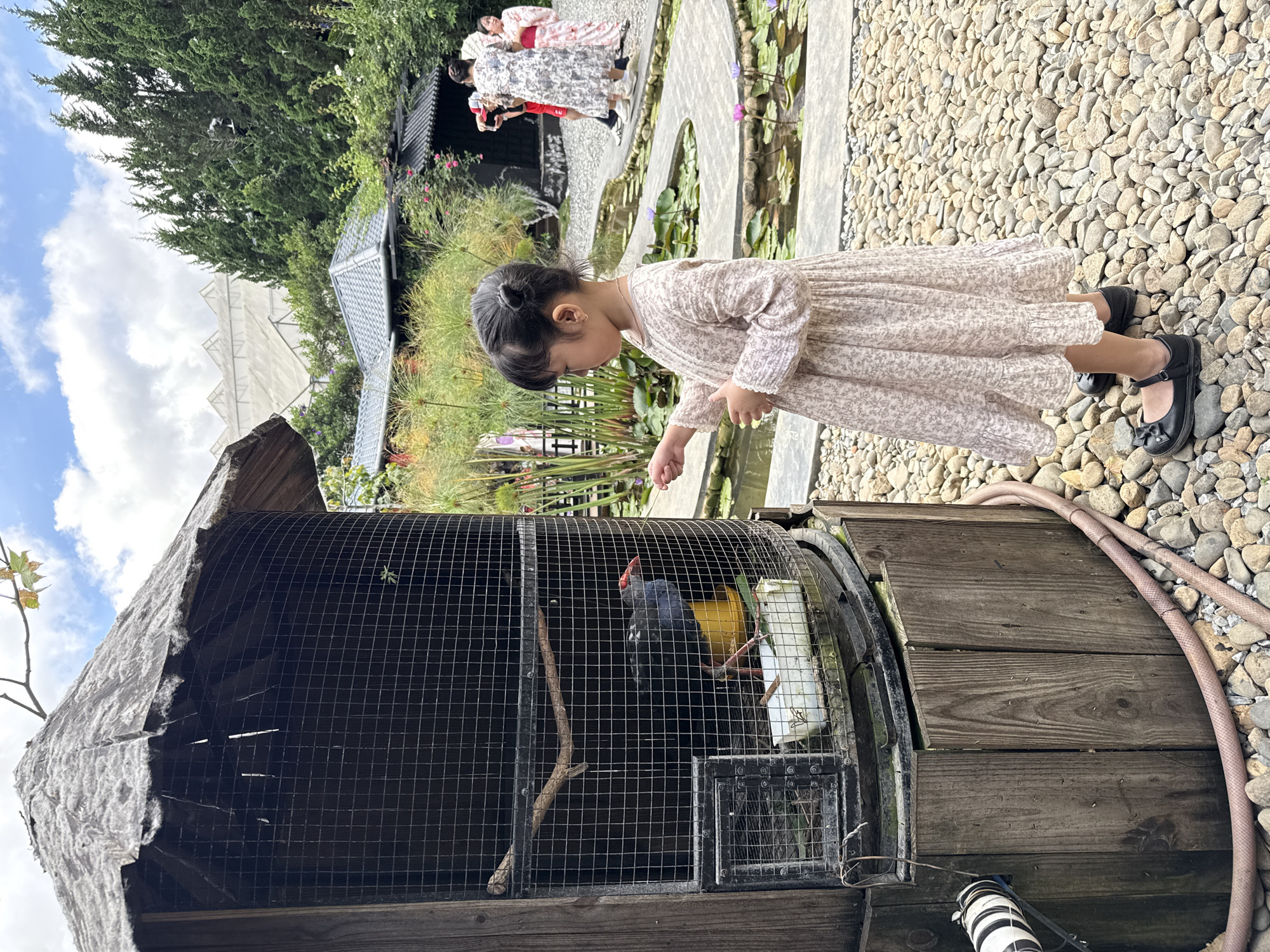 The image depicts an outdoor scene in Cam Ly - Đà Lạt, Vietnam, featuring a young girl interacting with a bird in a large cage.
In the foreground, a cylindrical birdcage with a dark metal mesh and a weathered, conical roof stands prominently on the left. The base of the cage is clad with vertical wooden planks. Inside, a dark-feathered bird with a red beak and red legs stands near a yellow food bowl and a white feeder. A horizontal wooden perch is mounted inside the cage. To the right of the cage, a young East Asian girl, approximately 4-6 years old, is shown in profile, facing the cage. She wears a light-colored dress with a subtle floral pattern and black Mary Jane shoes. Her right arm is extended towards the cage opening, and her left hand is held near her chest. The ground beneath her and around the cage is covered in light-colored, rounded pebbles. A light brown hose runs along the base of the cage, and a black-and-white striped pipe is visible on the far left.
The midground features a landscaped garden with winding light grey pathways, bordering small ponds containing lily pads and blooming purple water lilies. Lush green foliage, including tall, reedy plants (possibly papyrus) and various shrubs, frames the pathways and ponds. In the background, several adult women are seen on the pathway. One woman in a long floral dress appears to be photographing another woman dressed in a traditional kimono. Dark-roofed buildings, characteristic of East Asian architecture, are partially visible amidst the dense greenery. Further in the distant background, large, white-covered greenhouses with pointed roofs extend across a hillside. The sky above is partially cloudy blue.