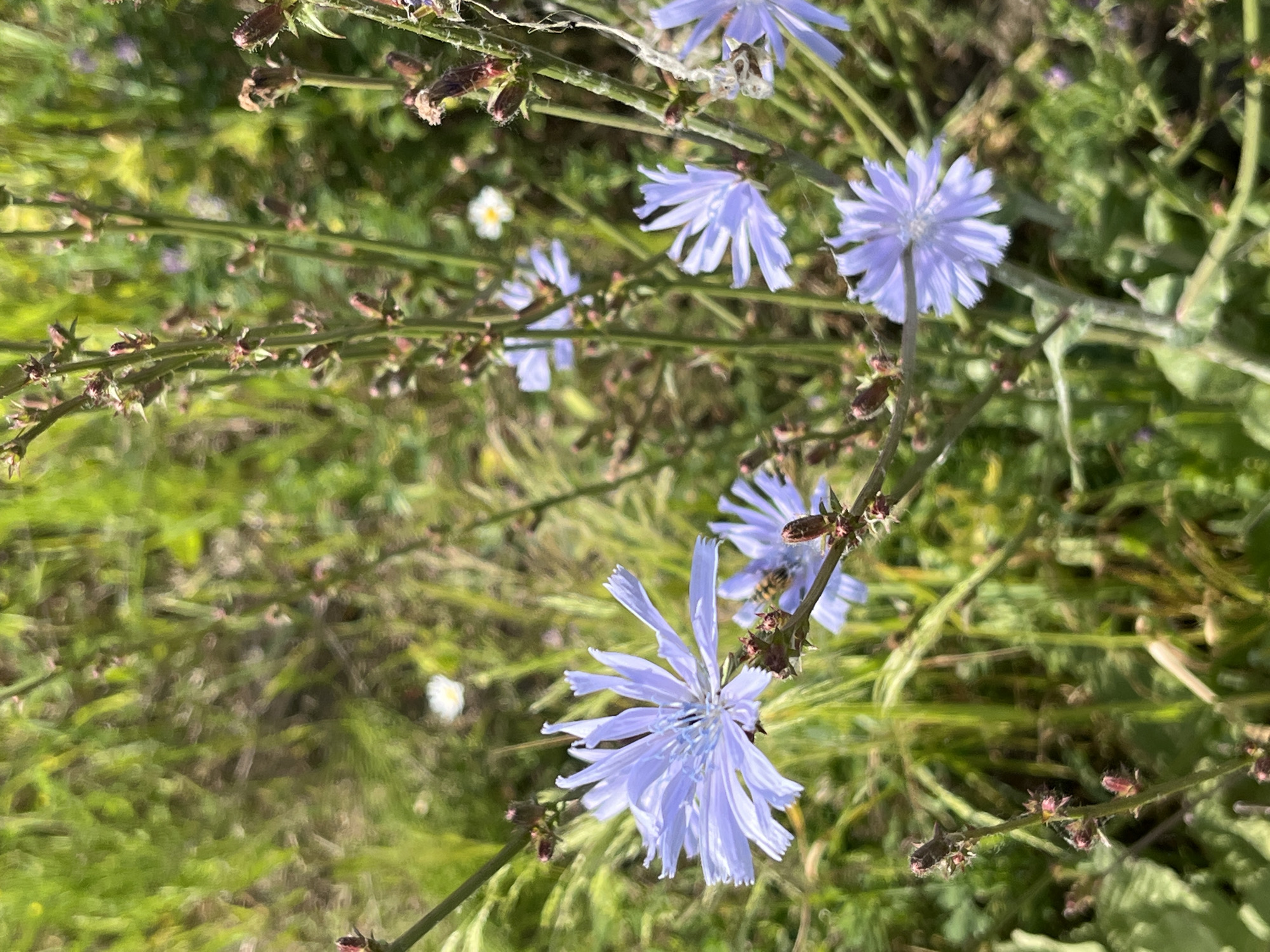 A close-up, eye-level shot captures a patch of wild chicory flowers with light blue petals and a fuzzy brown center. The flowers are clustered on thin green stalks, some of which have small, unopened buds. The background is a blur of green grass and foliage, with hints of other small white and purple flowers scattered throughout. The lighting suggests a sunny day.