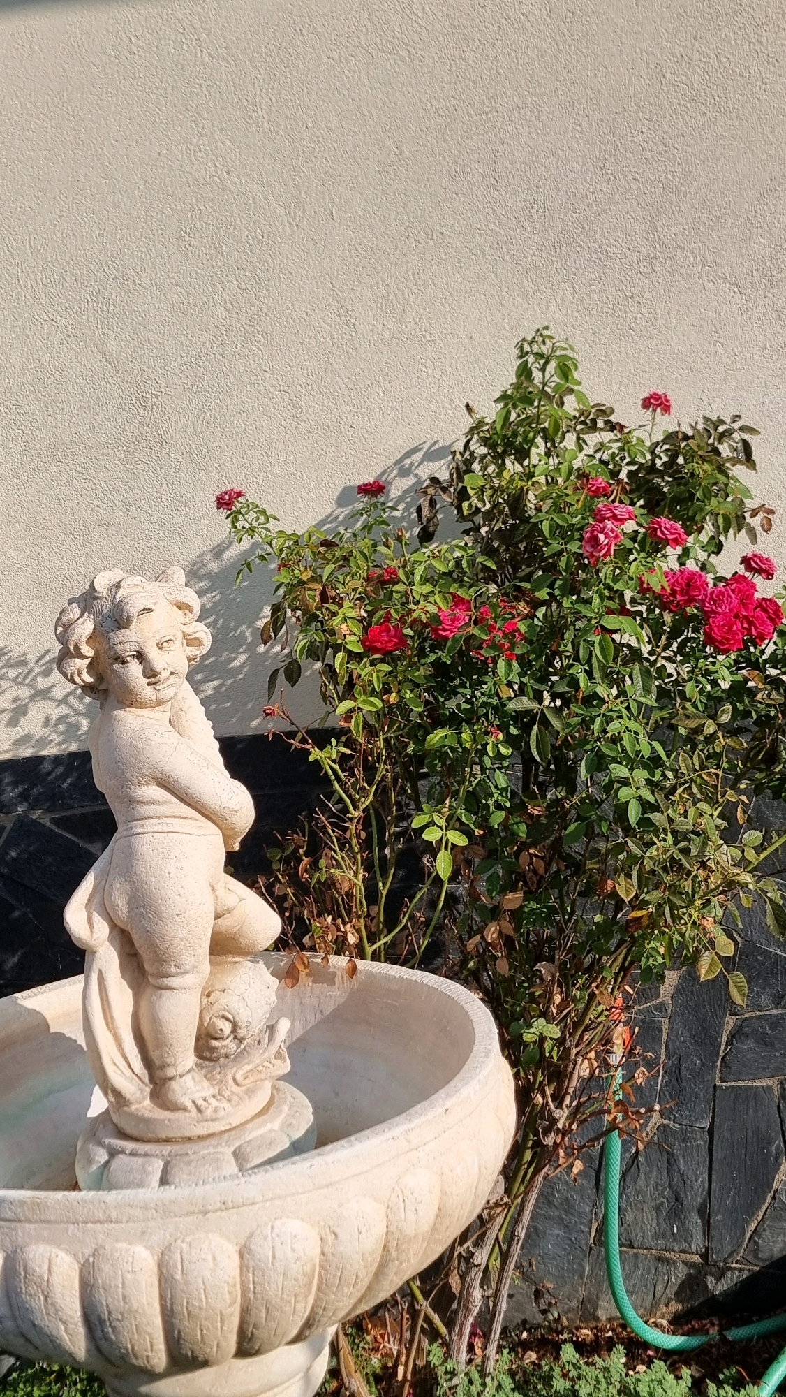 The image shows a cherub fountain with a rose bush and a stone wall in the background. The cherub is made of light-colored stone and is depicted in a playful pose, standing on what appears to be a fish or dolphin. The fountain bowl is also made of stone and has a fluted design. The rose bush is full of red roses and green leaves. The wall behind the rose bush is textured and painted a light color, with shadows cast by the rose bush. To the right of the rose bush, there is a section of dark, irregular stone wall and a green garden hose. The scene is set outdoors, with sunlight casting shadows, suggesting it is daytime. The location is identified as Sant Joan Les Fonts, Spain.