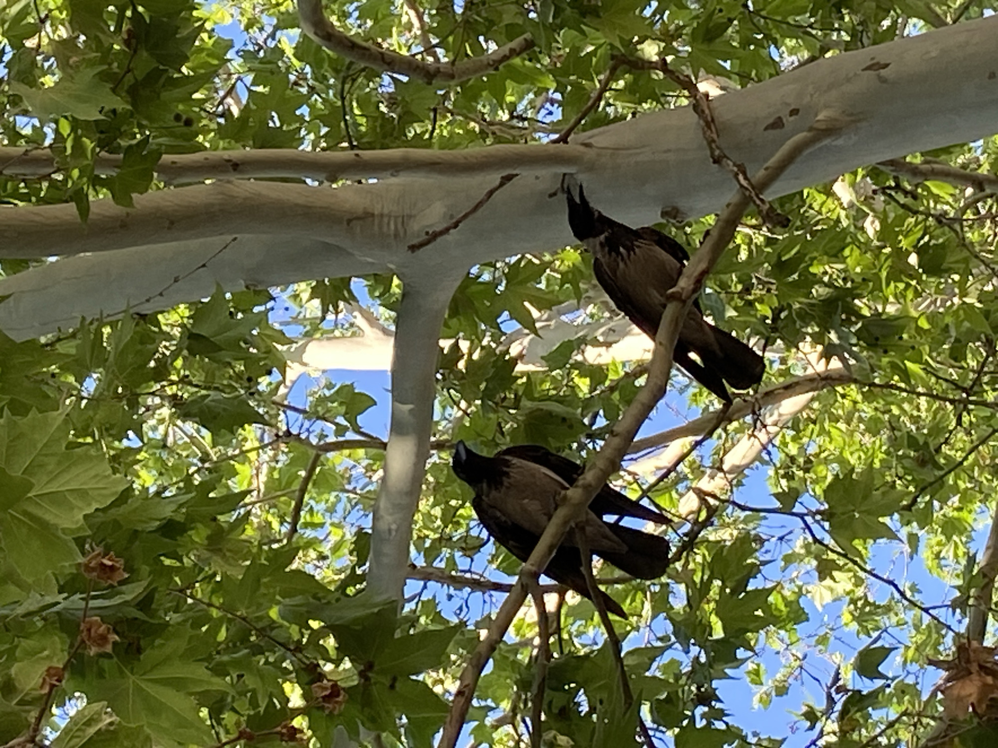 Two hooded crows are perched on branches of a large tree. The crow on the left is facing right, with its head turned to the right. The crow on the right is facing left and appears to be eating something. The tree has light-colored bark and large green leaves. The sky is visible through the branches and leaves. The scene is outdoors, possibly in a park or urban area.