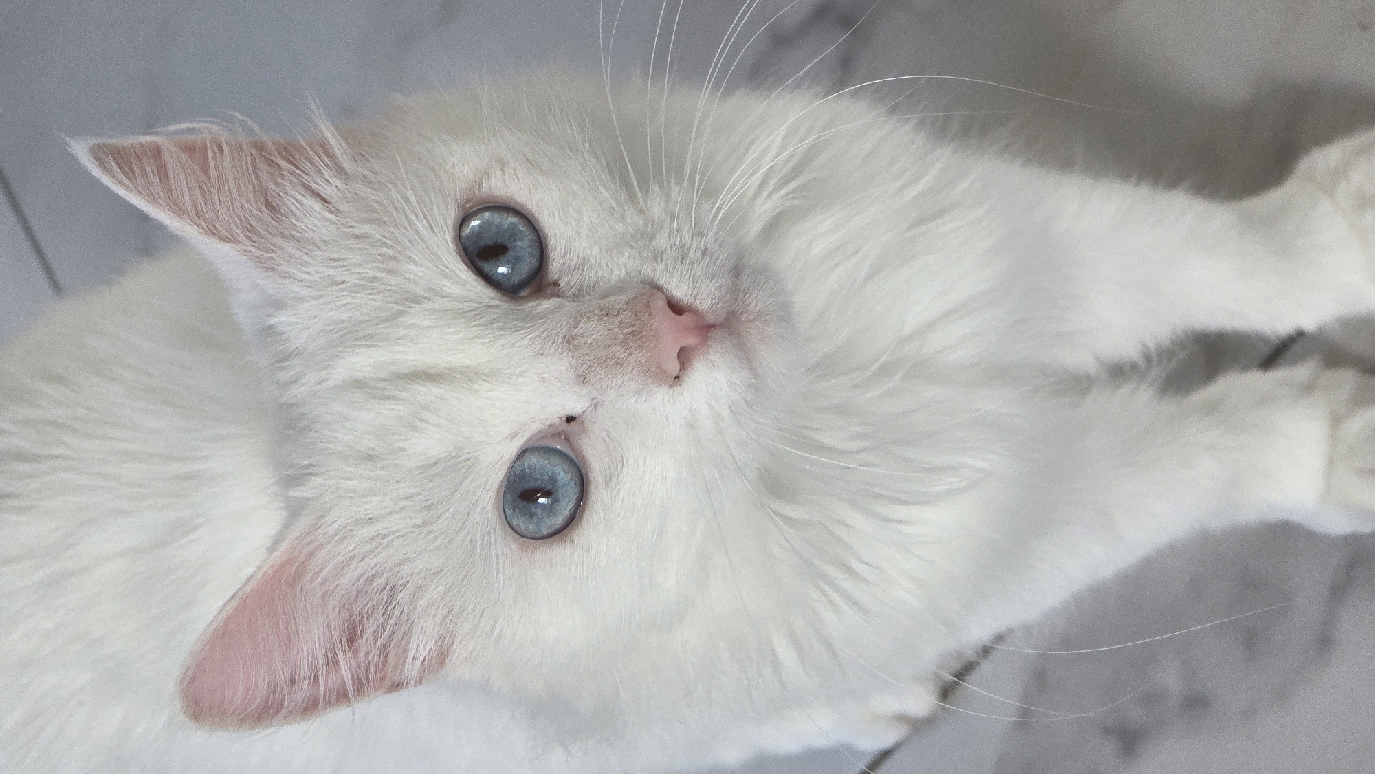 A close-up, eye-level, vertical shot captures a fluffy white cat with striking blue eyes, looking directly at the camera. The cat's pink nose and ears are visible. Its fur is predominantly white, with hints of pink visible inside its ears. The background is a light-colored, possibly tiled surface, with subtle grey lines suggesting grout or texture. The lighting is bright, illuminating the cat's features and fur. There is no indication of the location being Старошареево, Russia, or any urban environment.