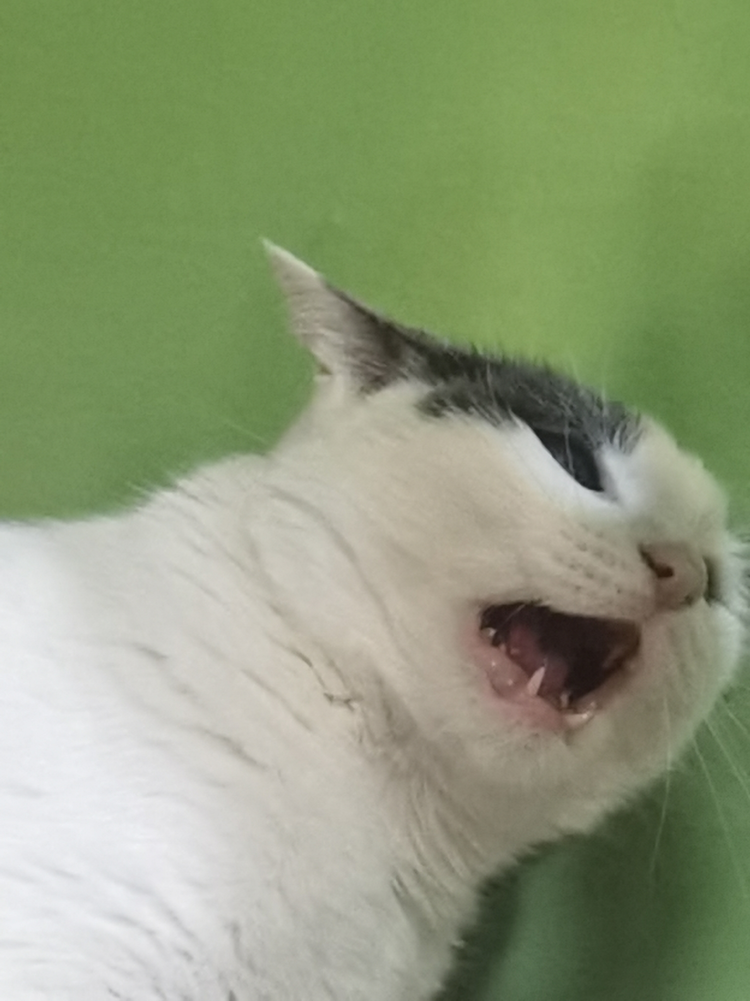 A close-up, side profile of a black and white cat's face is captured against a plain green background. The cat's mouth is open, revealing its teeth and pink gums, suggesting it might be yawning or meowing. The cat's fur appears to be predominantly white with black markings on its head and ears. The lighting in the image is soft, and there is no indication of the location in Chaikovsky, Russia, or any other specific environmental details.