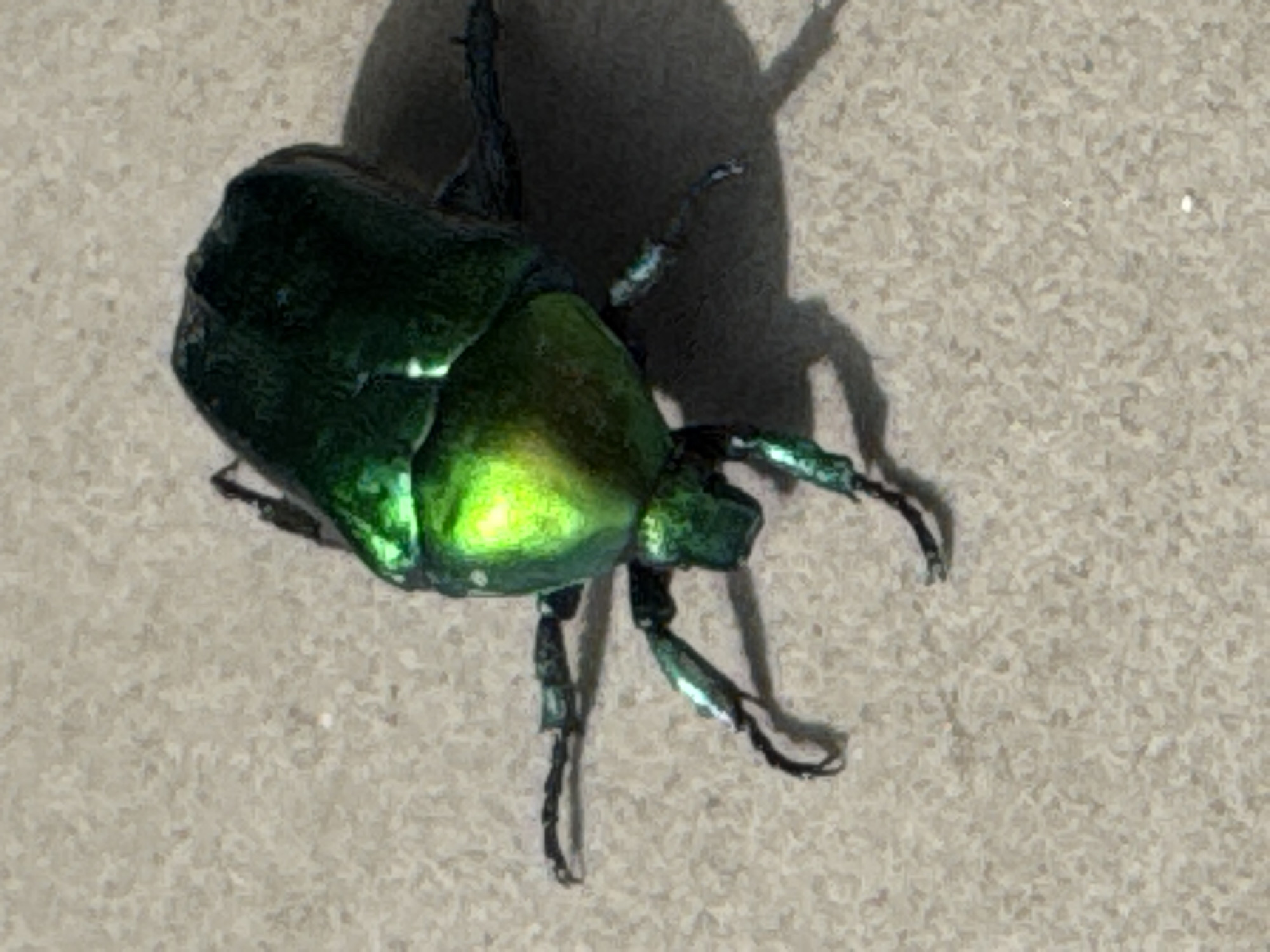 A metallic green beetle, possibly a scarab beetle, is shown from a top-down perspective on a light-colored, textured surface, possibly pavement or concrete. The beetle is positioned slightly off-center to the right, with its body oriented diagonally. Its iridescent exoskeleton reflects light, creating bright green and yellow highlights. Several of its legs are visible, extended outwards, with some appearing to be in motion or braced against the surface. The lighting casts a noticeable shadow to the right of the beetle. There is no discernible context that would place this image specifically in Dnipro, Ukraine.