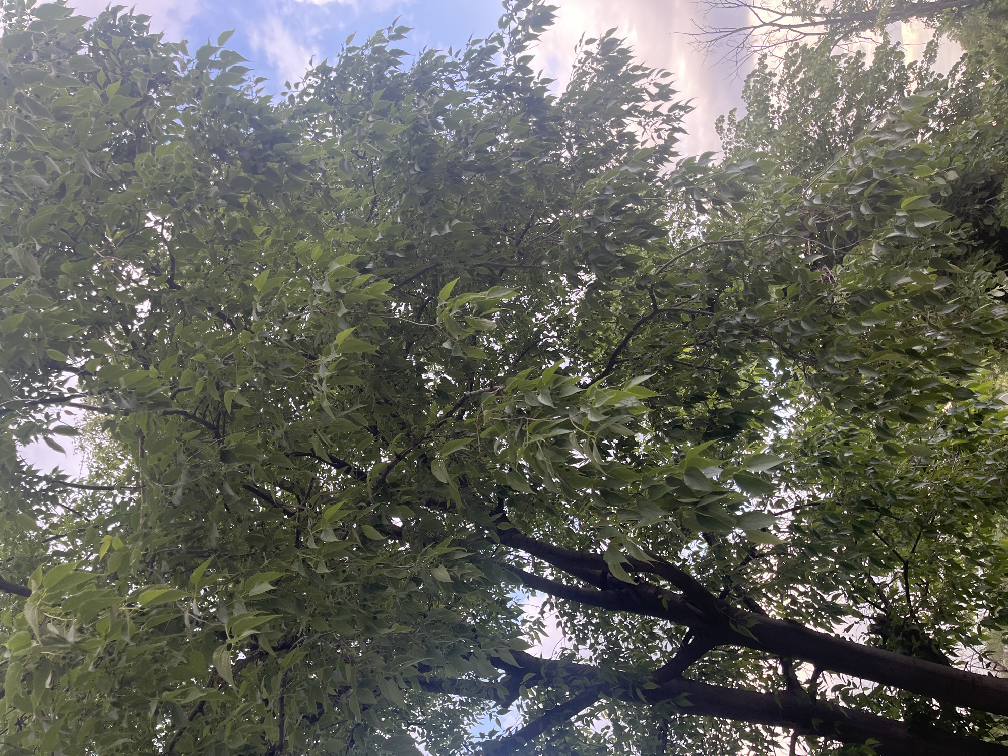 The image shows a view looking up into the canopy of trees. The branches are thick and brown, with green leaves densely filling the frame. The sky is visible through the leaves in patches, revealing light blue sky with some scattered white clouds. The location is Plovdiv, Bulgaria.