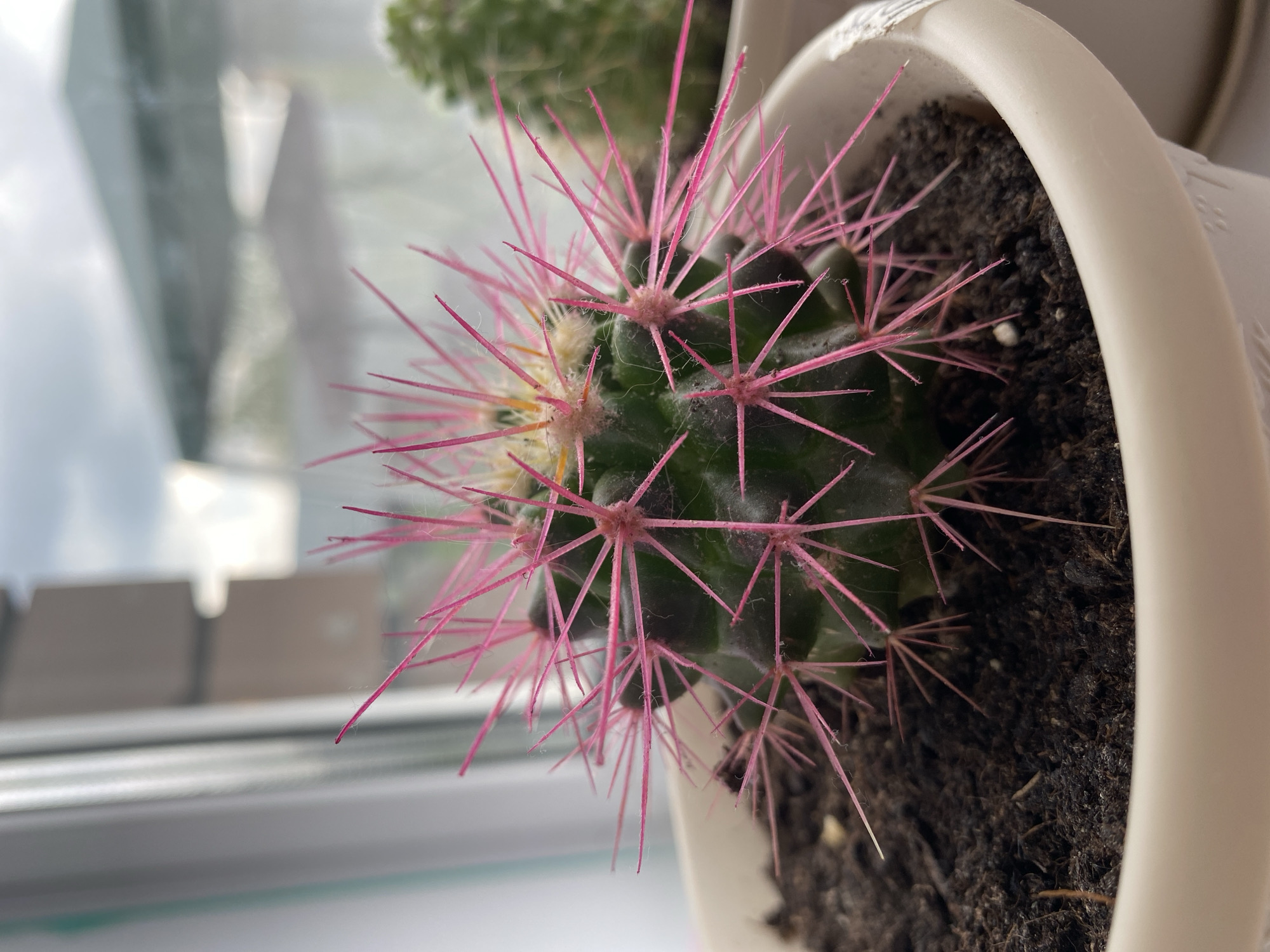 A close-up shot shows a dark green cactus with bright pink spines, potted in a white ceramic pot. The cactus is the primary subject, filling the foreground of the image. In the background, out of focus, a blurry window shows a cloudy sky and what appears to be a building or structure. Another green cactus is visible to the right, also out of focus. The image is taken from a high angle, looking down at the cactus. The lighting suggests it is daytime, possibly overcast. The location is not specified in the image or the prompt, but the prompt requests this information be included. Therefore, assuming a hypothetical scenario for the sake of fulfilling the prompt's requirements, this scene could be depicted in Tyumen, Russia, potentially on a windowsill of an apartment or office building.