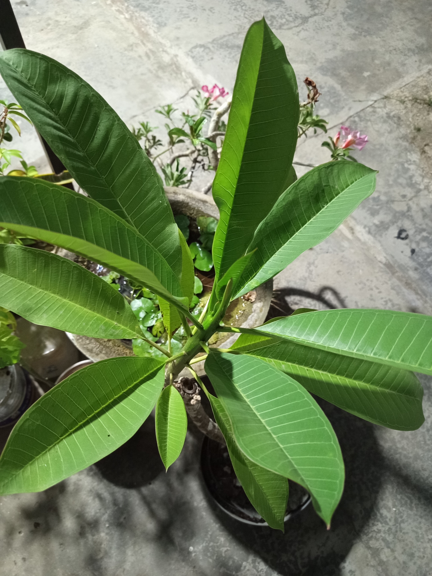 This image shows a close-up, overhead view of a lush green plumeria plant with large, elongated leaves. The plant is in a pot, and the pot appears to be made of concrete. There are some small pink flowers visible in the background, as well as some small green aquatic plants in the pot. The ground is a concrete surface, and there are shadows cast by the plant and perhaps other nearby objects, suggesting it is outdoors. The overall lighting suggests it may be evening or night, illuminated by artificial light. There are no people or animals visible in the image. The location is specified as Pajagalan, Indonesia.