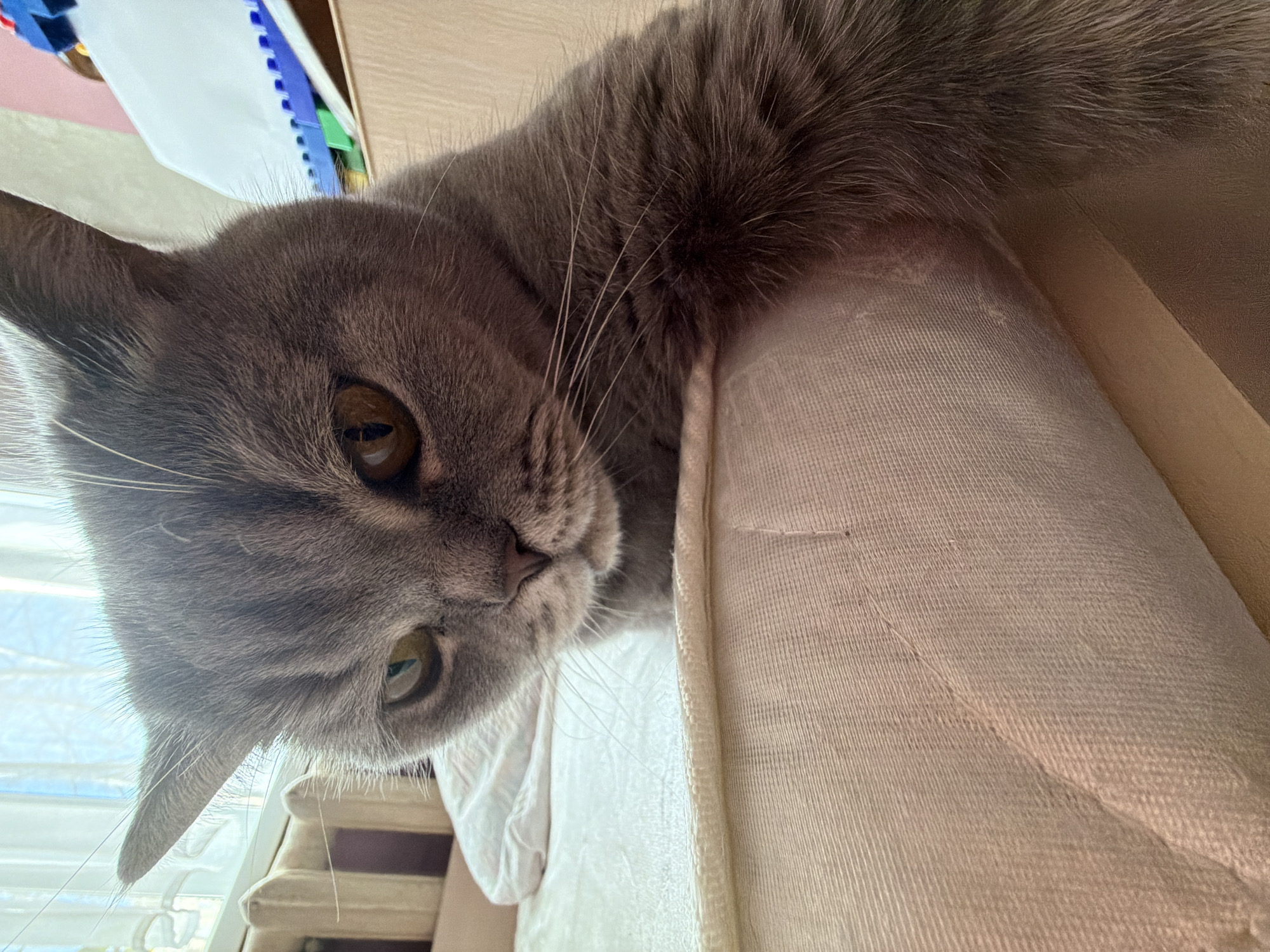 An close-up, low-angle shot captures a domestic cat, likely a British Shorthair given its dense grey fur and round facial structure. The cat is peering downwards, its head angled slightly to the right, indicating curiosity and alertness as it observes something below its vantage point. Its prominent features include striking amber-brown eyes with dark vertical pupils, a soft pink nose, and long, delicate white whiskers fanning out from its muzzle.
The cat is positioned on what appears to be a light-colored, textured fabric surface, possibly the back of a sofa or a cushion, suggesting an indoor setting. In the background to the left, a window with horizontal blinds allows natural daylight to illuminate the scene, with a glimpse of blue sky visible outside. A white radiator or heating element is partially visible beneath the window. To the right and above the cat's head, hints of wooden furniture and colorful objects—such as blue, white, green, and pink items that resemble books or folders—are visible, indicating a lived-in environment.
The image was taken during the daytime, evidenced by the natural light. The overall composition creates an intimate perspective, drawing the viewer into the cat's focused gaze. The location context is Perm, Russia. No visible text is present in the image.