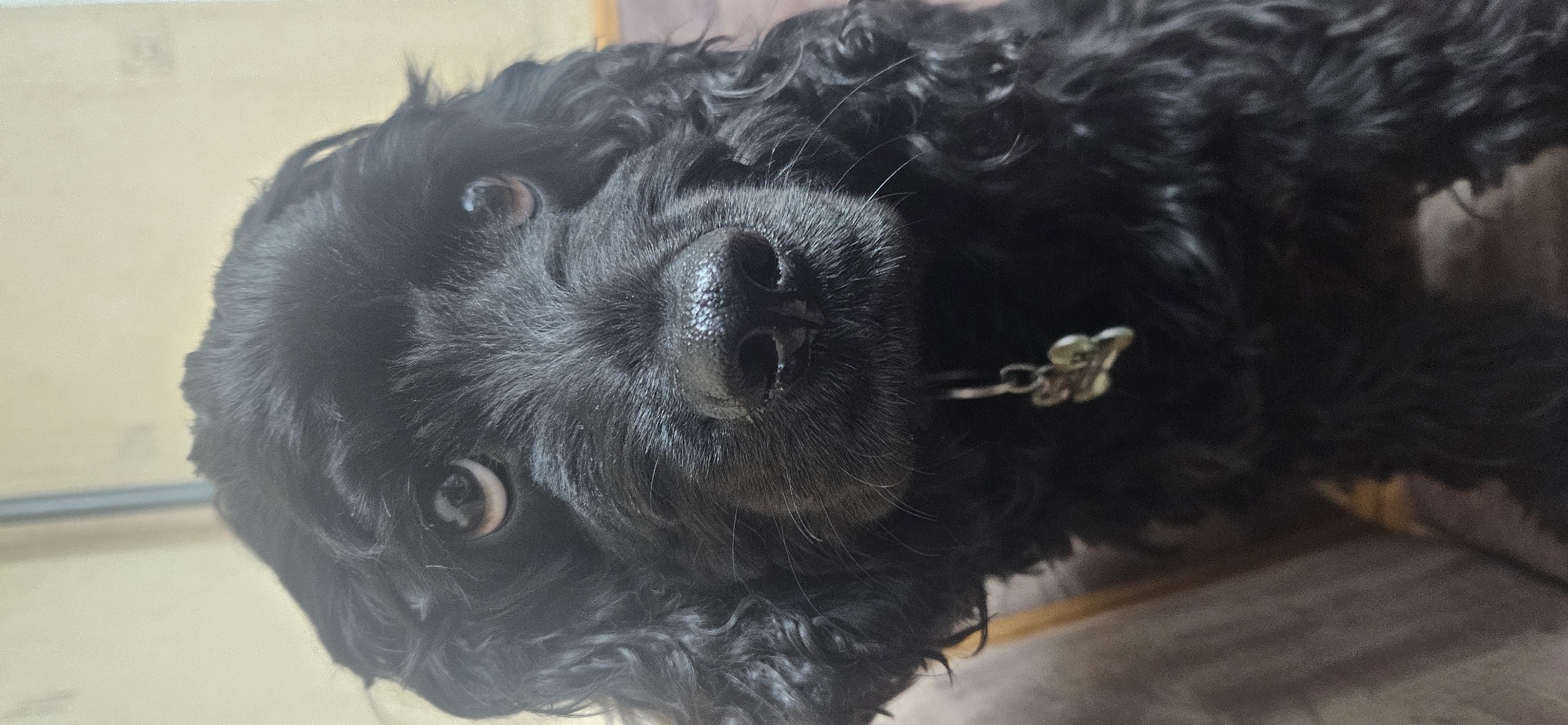 A close-up, slightly angled shot of a black dog, possibly a poodle mix due to its curly fur. The dog has brown eyes and a shiny black nose. A silver-colored collar with a clover-shaped pendant is visible around its neck. The background appears to be an indoor setting, with light-colored walls in the distance and a blurred floor surface. The image's location is indeterminate. No evidence indicates Sofia, Bulgaria.